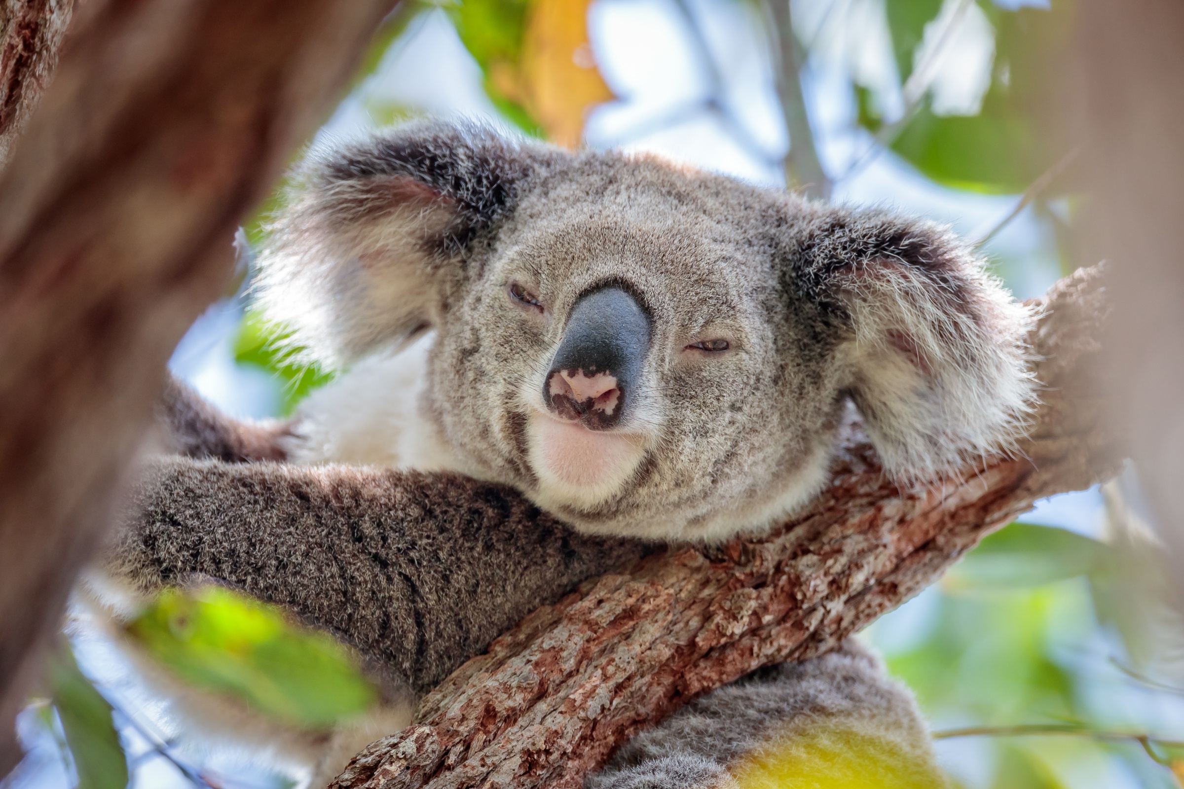 Koala  desktop Images