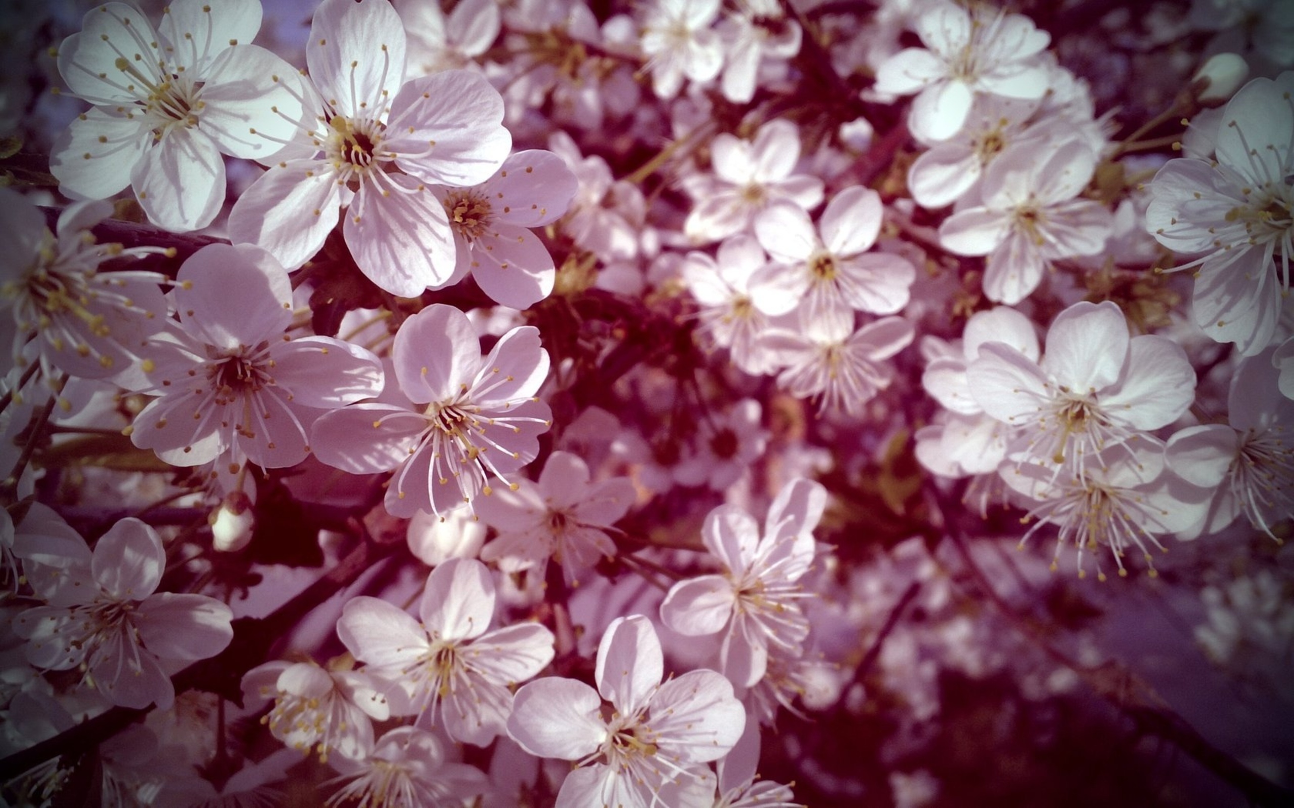 Baixar papel de parede para celular de Floração, Flores, Terra/natureza gratuito.