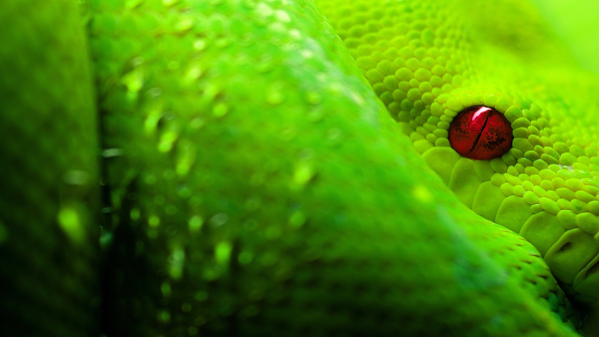 Free download wallpaper Snake, Reptiles, Animal on your PC desktop