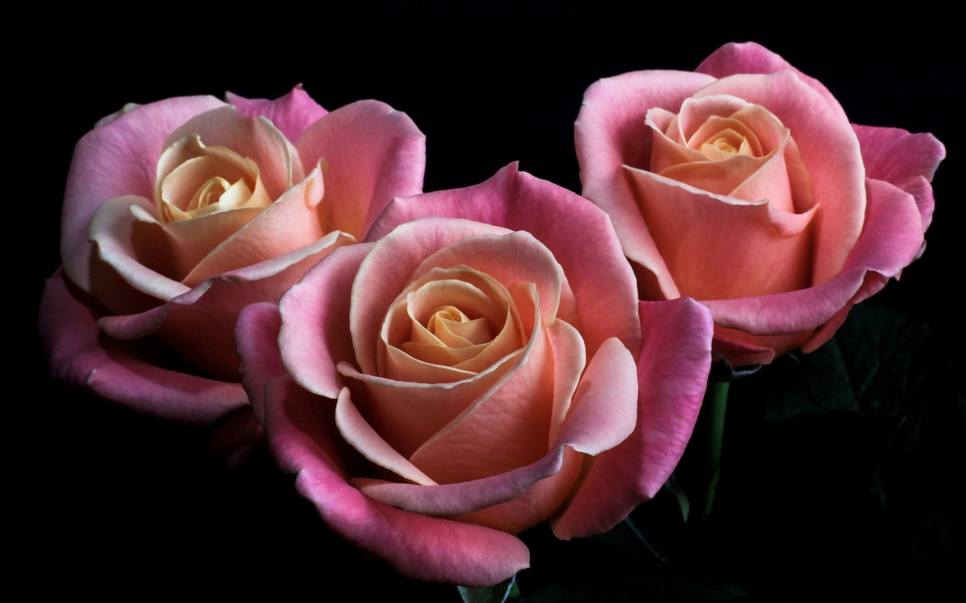 307673 Шпалери і Рожева Троянда картинки на робочий стіл. Завантажити  заставки на ПК безкоштовно