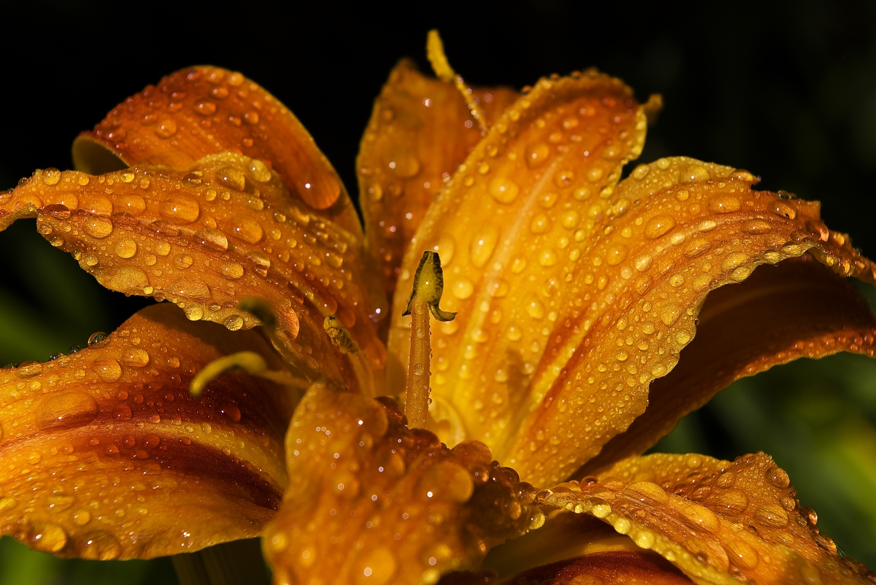 Download mobile wallpaper Bud, Macro, Flower, Drops, Lily for free.