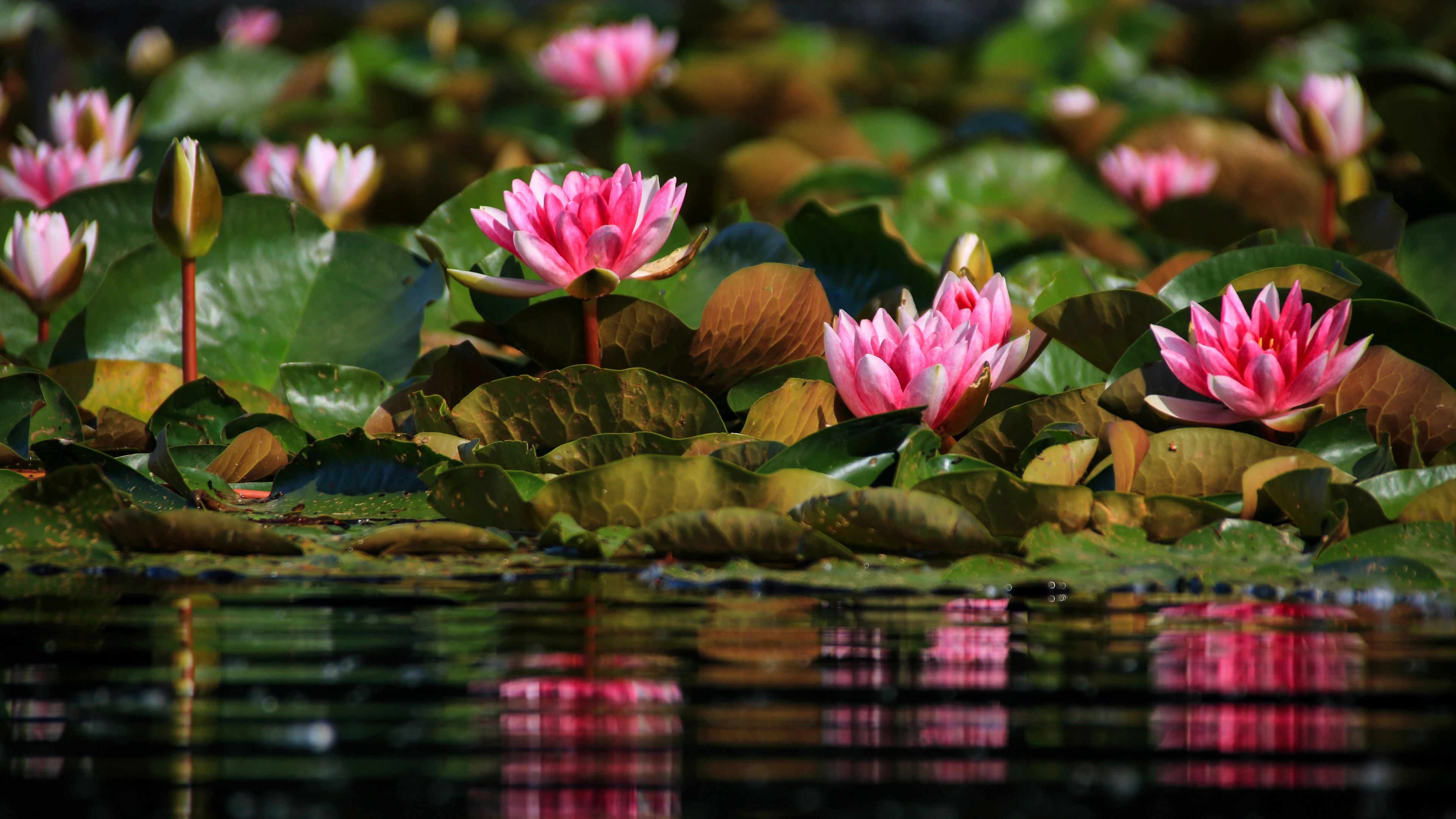 Free download wallpaper Flowers, Earth, Water Lily on your PC desktop