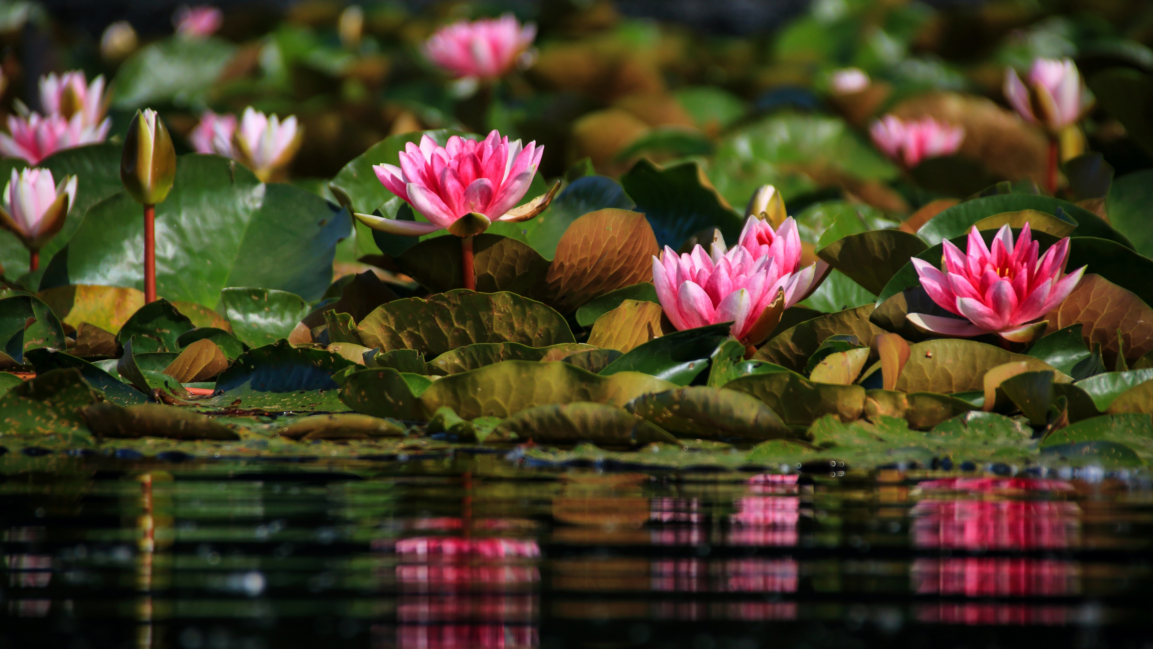 Baixe gratuitamente a imagem Flores, Terra/natureza, Lírio De Água na área de trabalho do seu PC