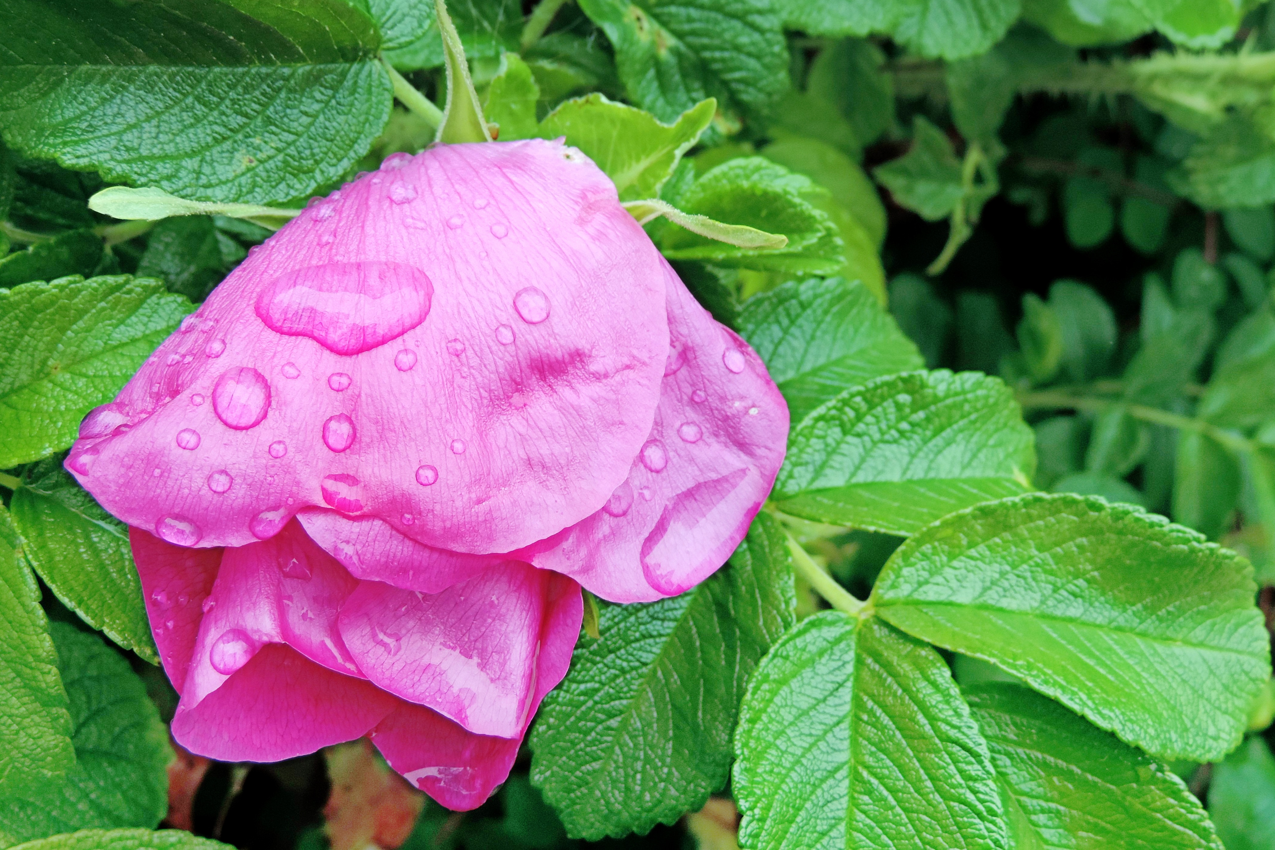 Free download wallpaper Nature, Flowers, Flower, Rose, Leaf, Earth, Water Drop, Pink Flower on your PC desktop