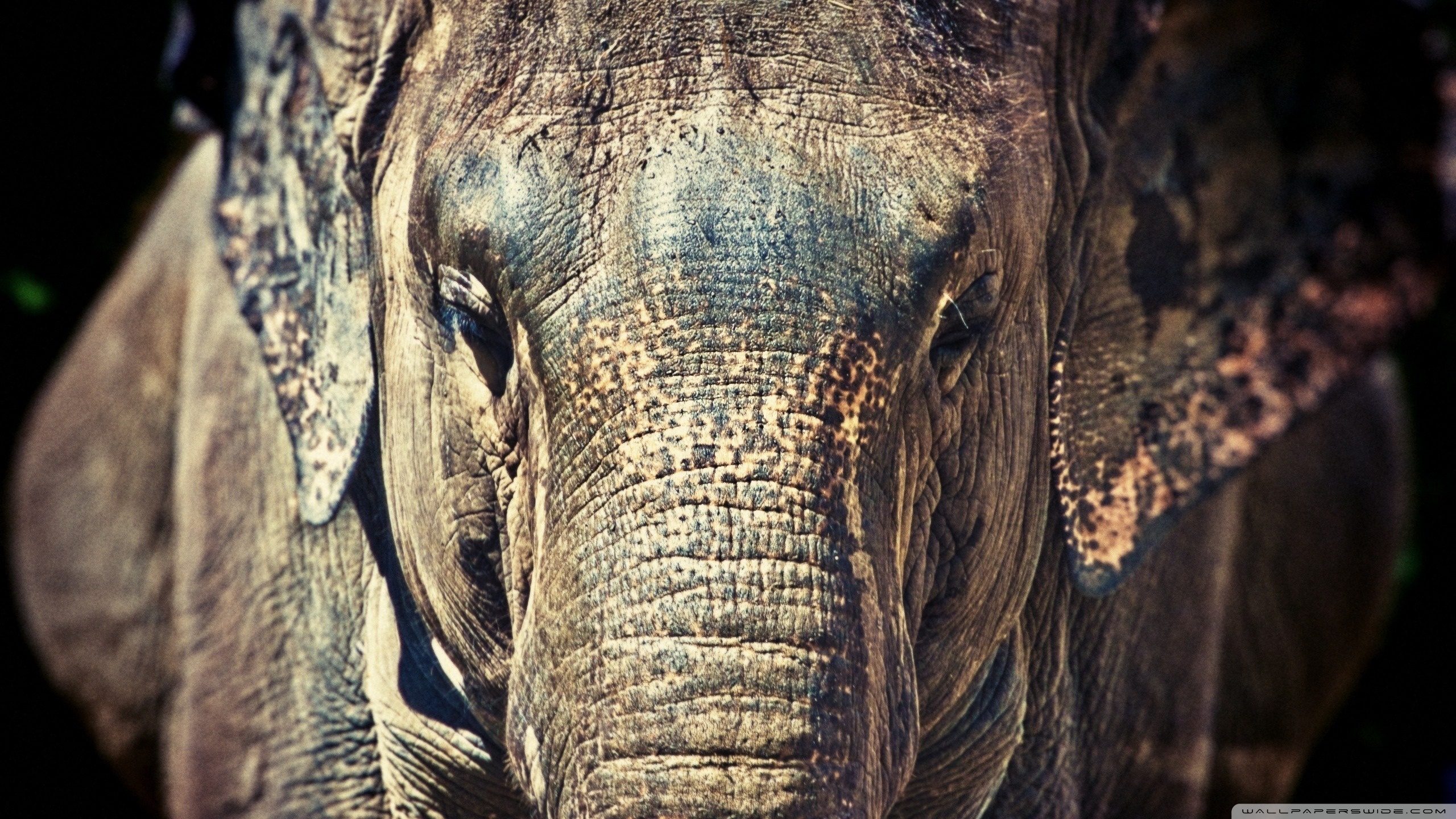 PCデスクトップに動物, アジアゾウ, ゾウ画像を無料でダウンロード