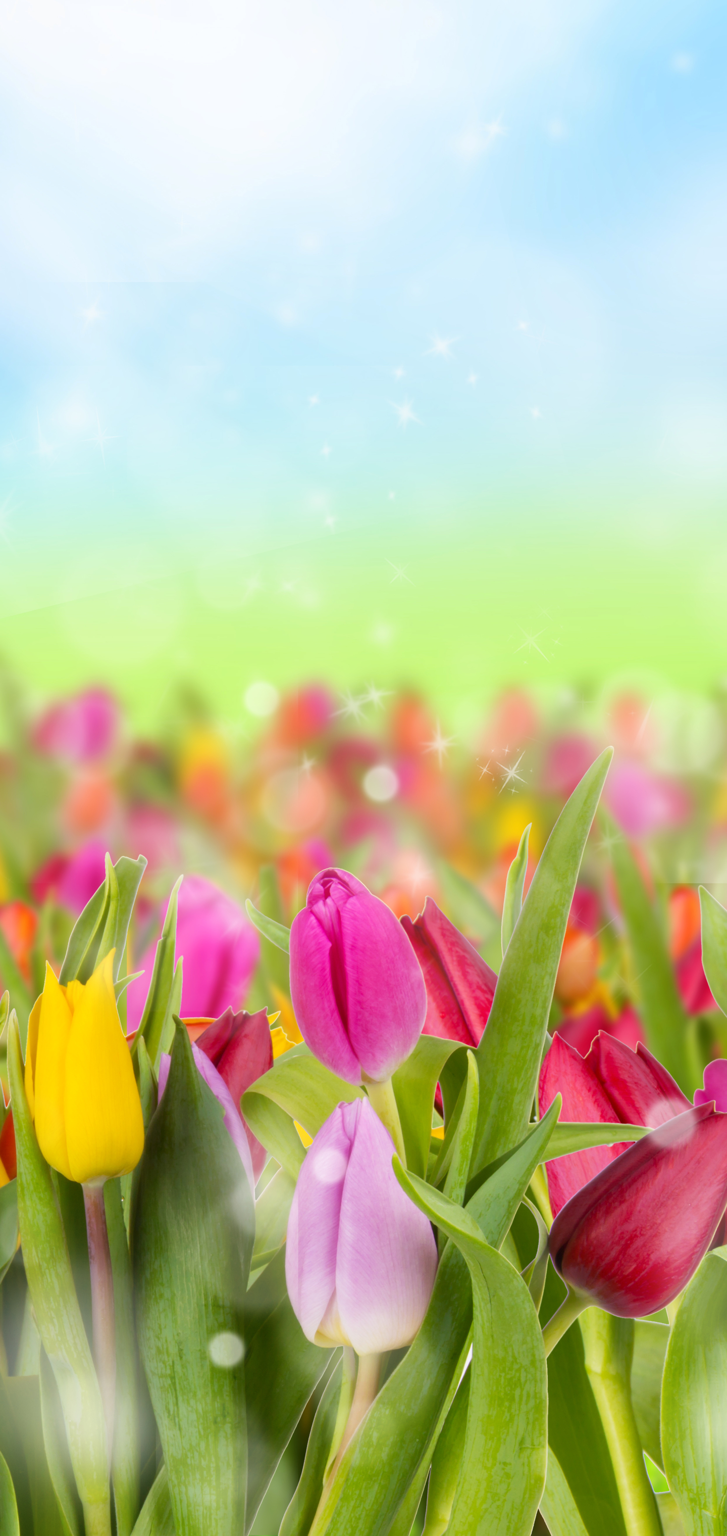 Handy-Wallpaper Blumen, Farben, Bunt, Tulpe, Gelbe Blume, Lila Blume, Erde/natur kostenlos herunterladen.