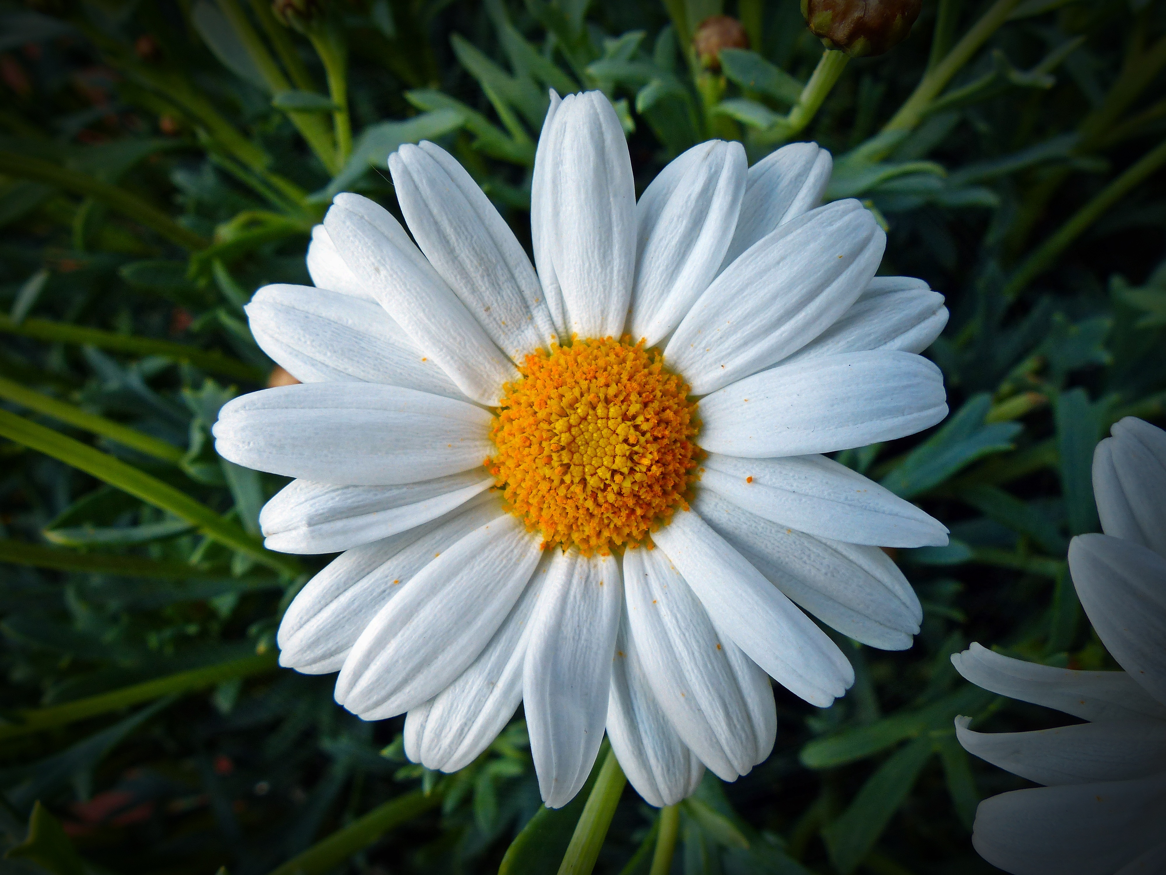 Free download wallpaper Flowers, Petals, Chamomile, Flower, Camomile on your PC desktop