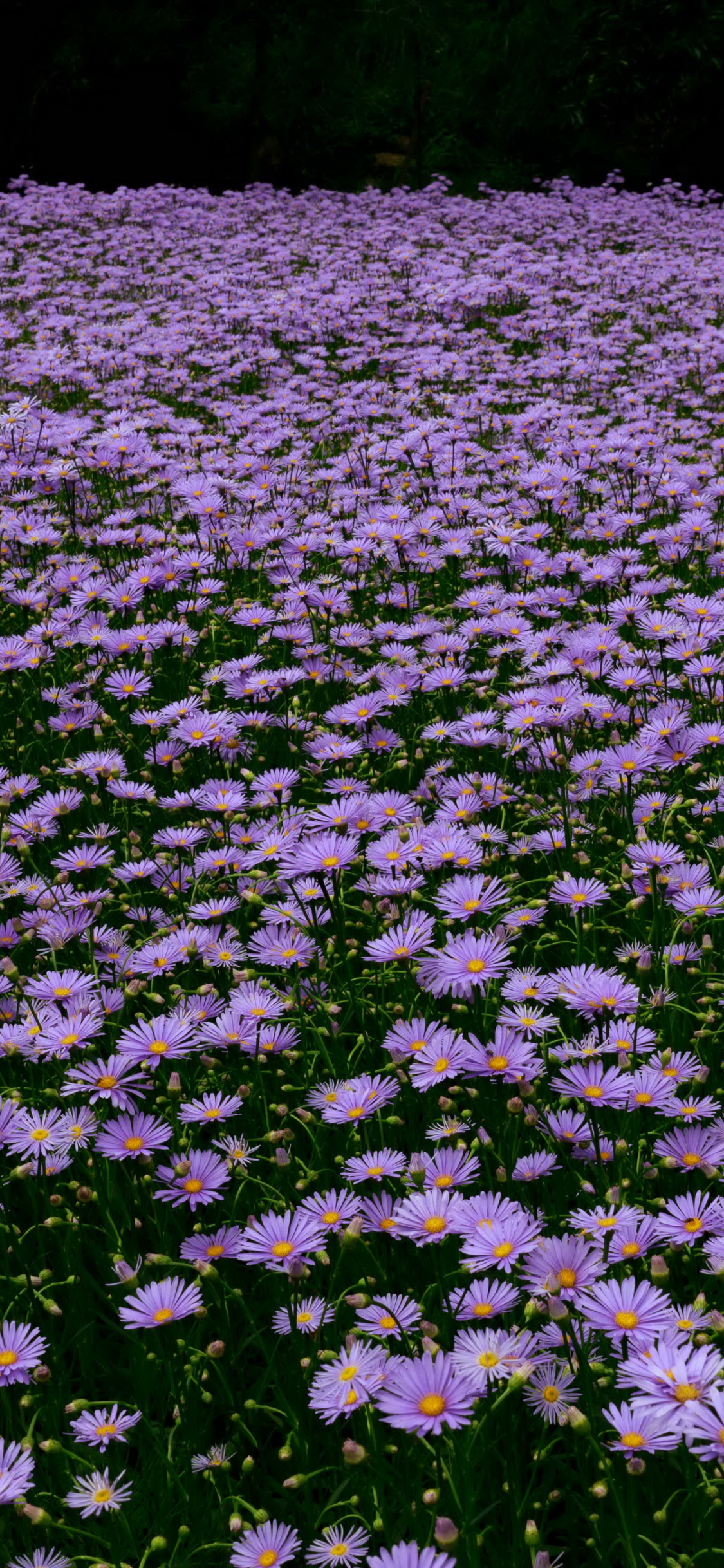 Download mobile wallpaper Nature, Flowers, Flower, Earth, Daisy, Purple Flower for free.