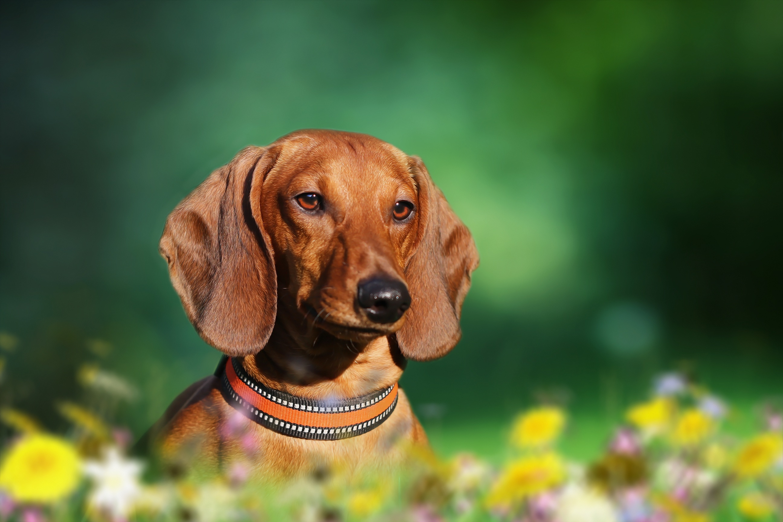 Download mobile wallpaper Dogs, Dog, Animal, Dachshund for free.