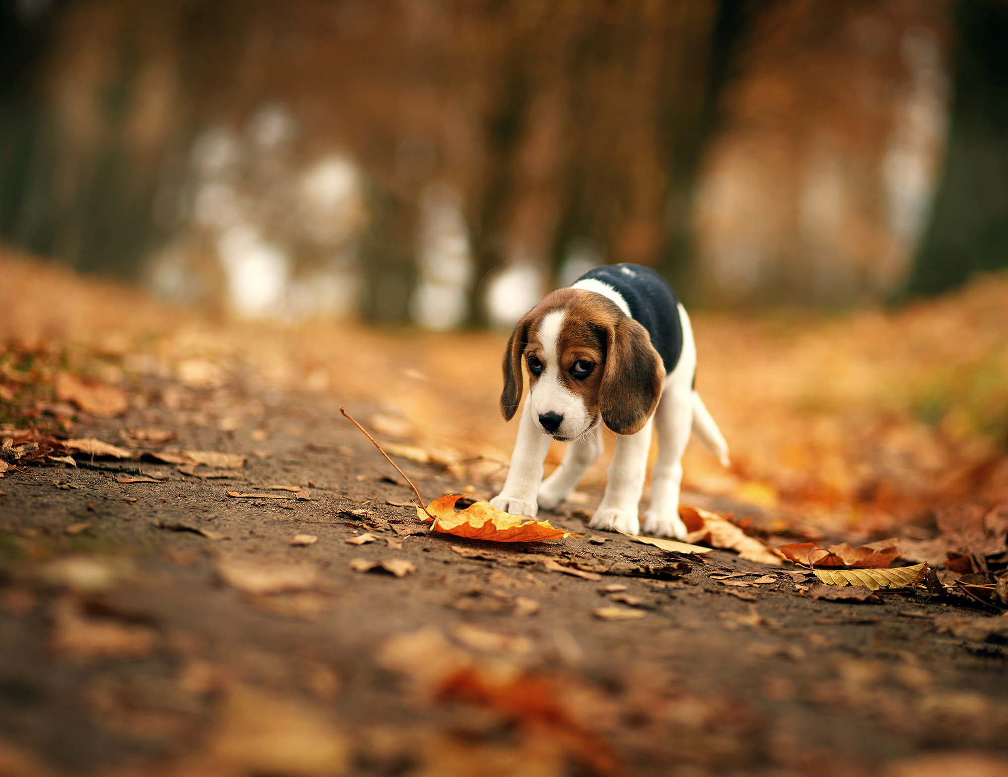 Download mobile wallpaper Dogs, Dog, Blur, Leaf, Fall, Animal, Puppy, Sad, Bokeh, Beagle for free.