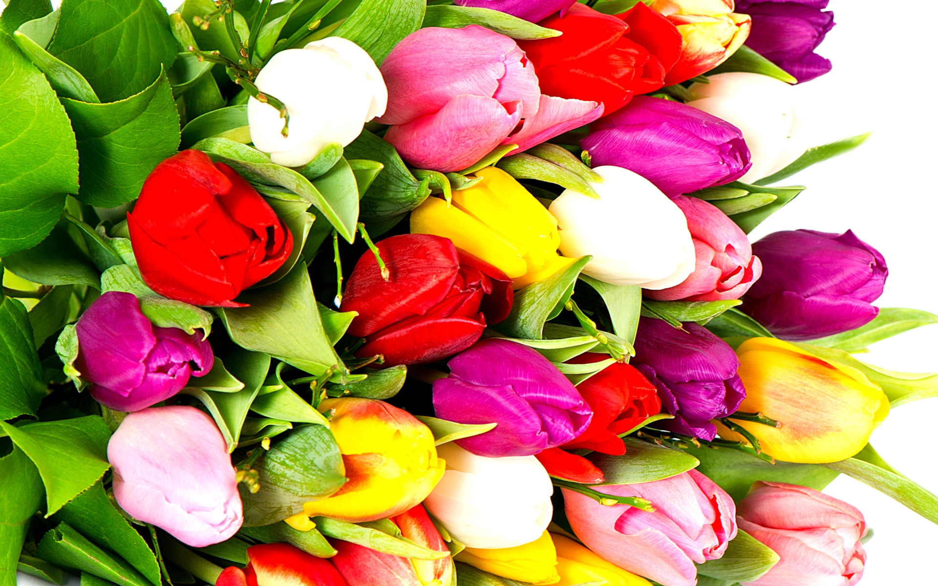 Handy-Wallpaper Blumen, Blume, Farben, Bunt, Tulpe, Erde/natur kostenlos herunterladen.