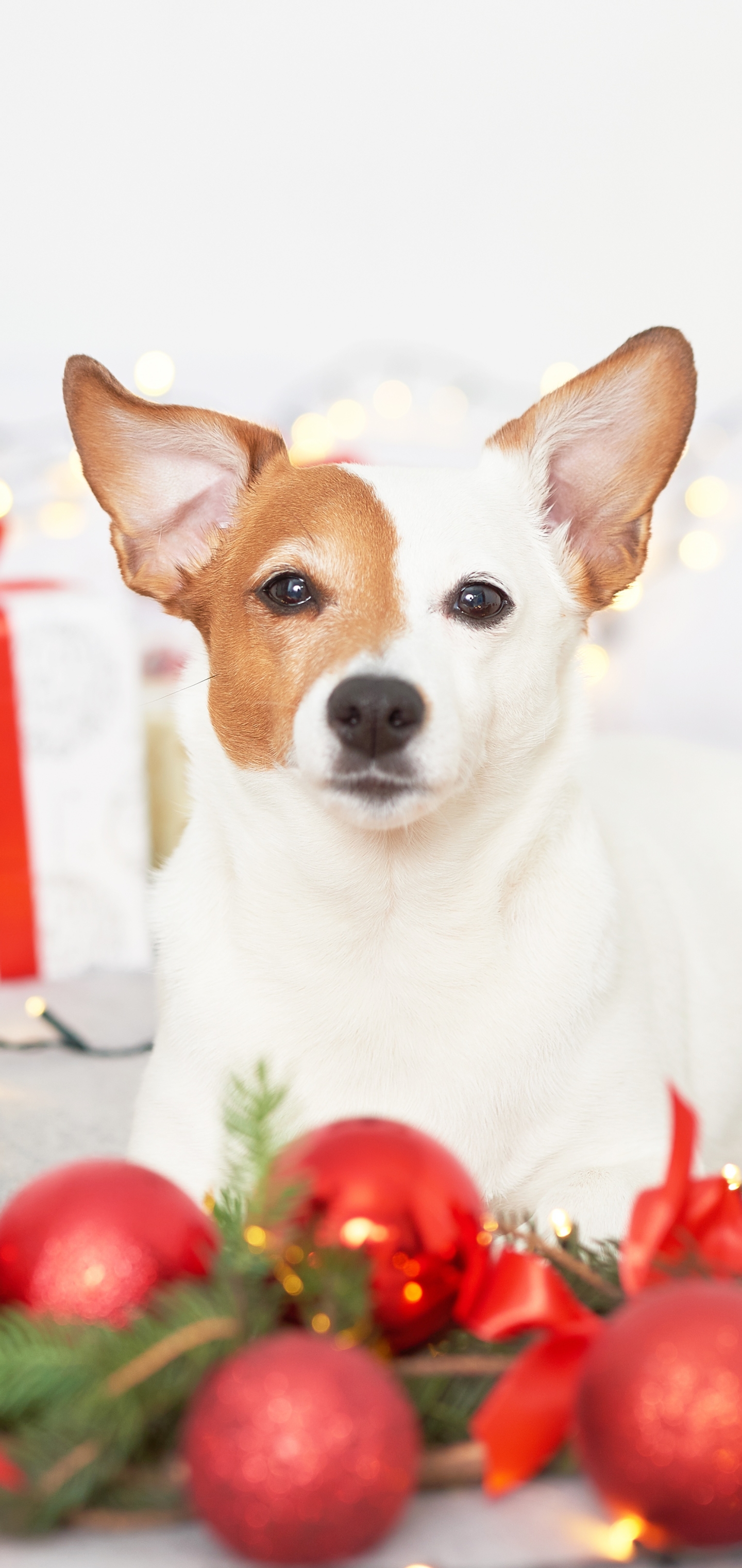 Handy-Wallpaper Tiere, Hunde, Hund, Geschenk, Weihnachtsschmuck kostenlos herunterladen.