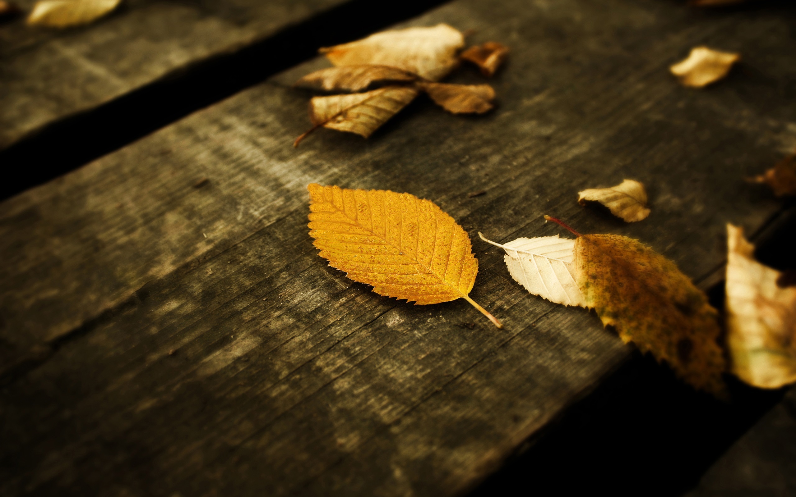 Скачать обои бесплатно Природа, Листья, Пейзаж, Осень картинка на рабочий стол ПК
