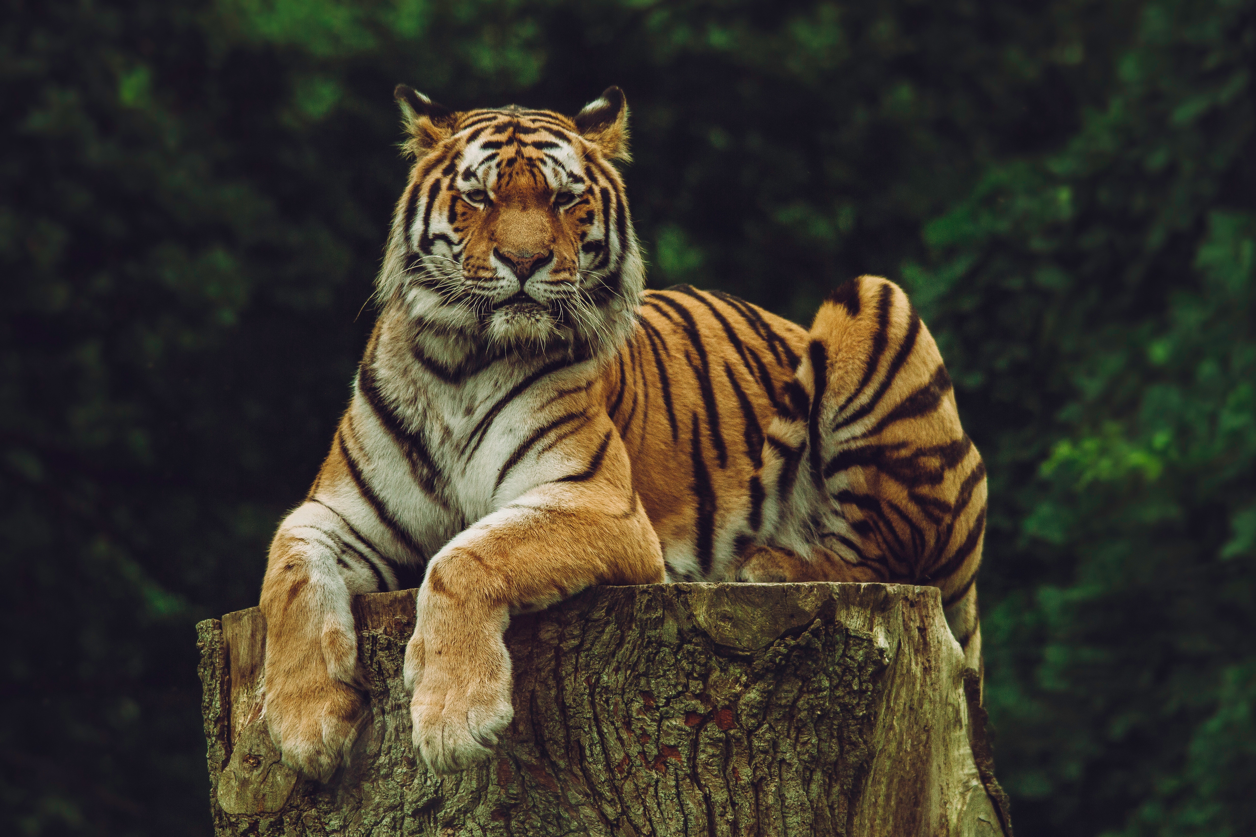 97097 скачать обои большая кошка, амурский тигр, хищник, тигр, животные - заставки и картинки бесплатно