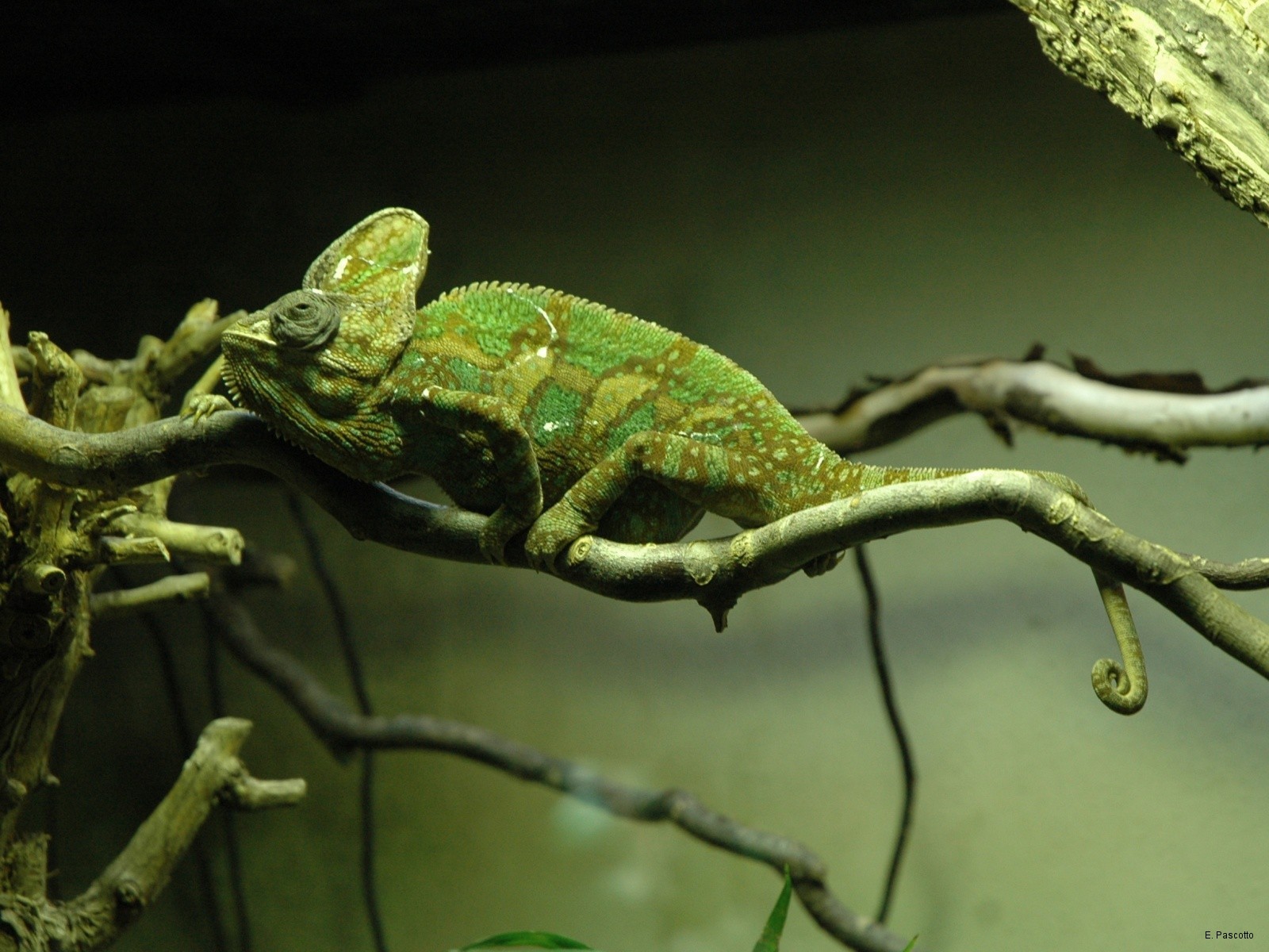 Free download wallpaper Chameleon, Reptiles, Animal on your PC desktop