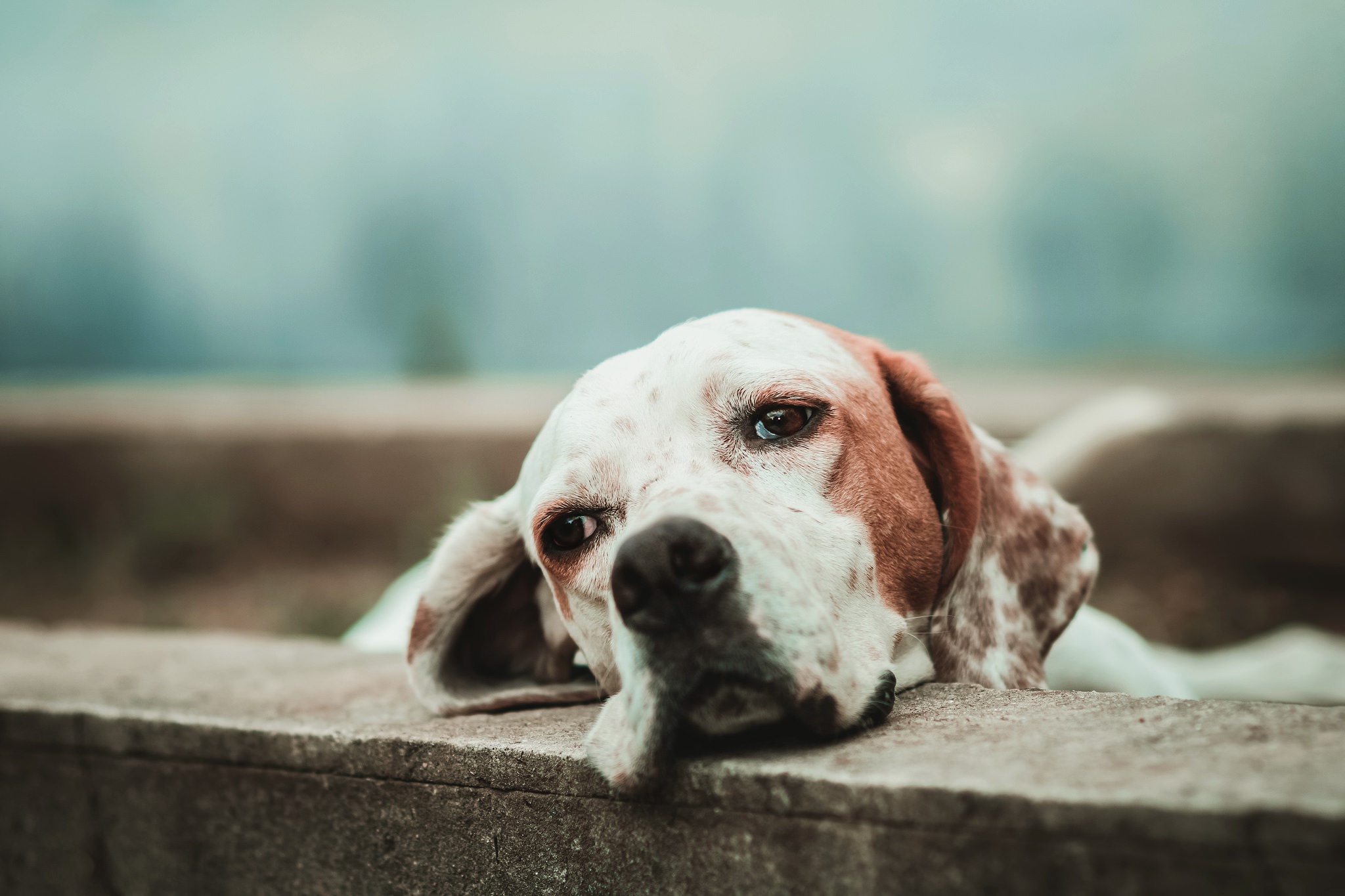 Cool Backgrounds  Dogs