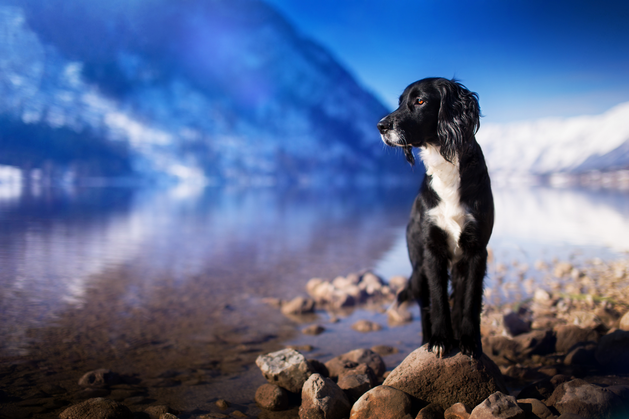 Free download wallpaper Dogs, Lake, Dog, Stone, Animal, Bokeh on your PC desktop