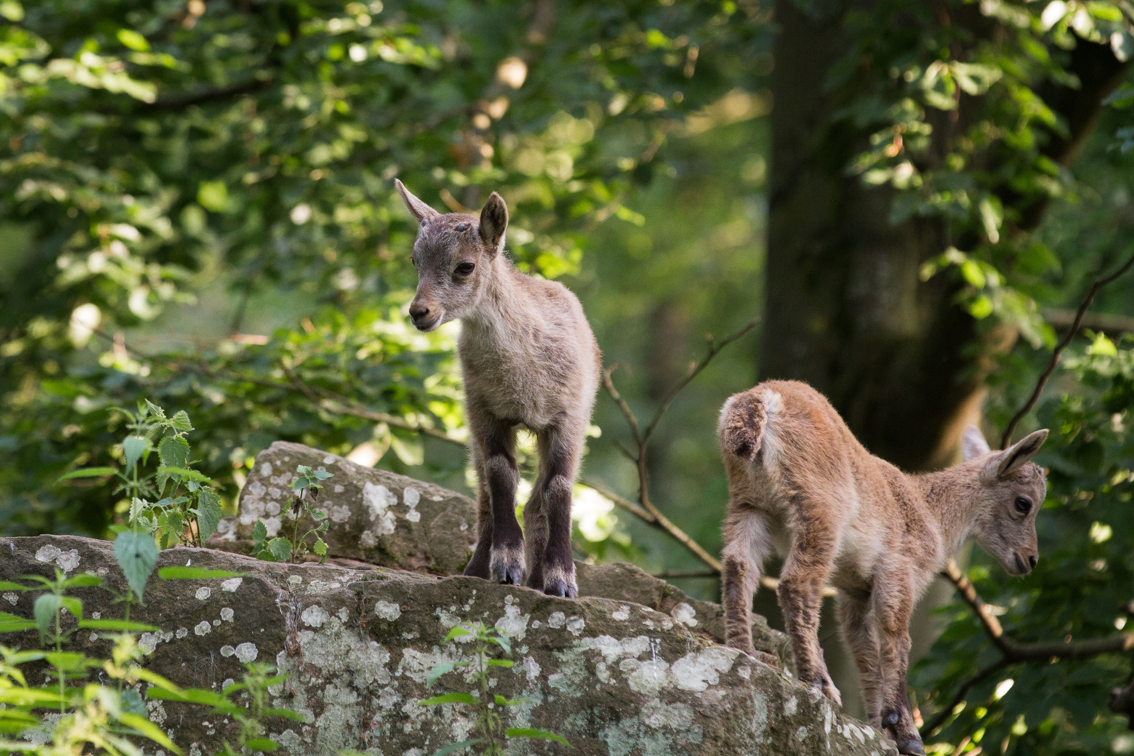 animal, alpine ibex, baby animal