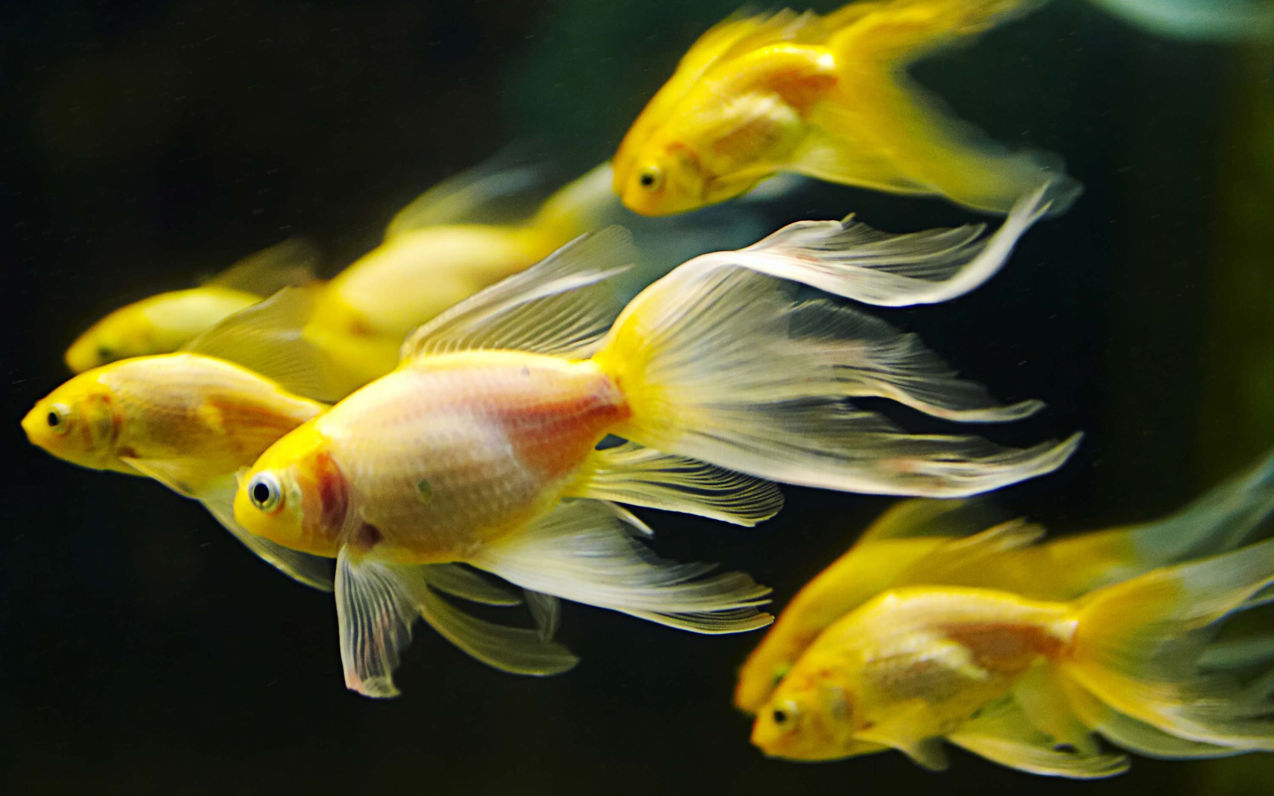 556355 Bild herunterladen aquarium, tiere, goldfische, fisch - Hintergrundbilder und Bildschirmschoner kostenlos