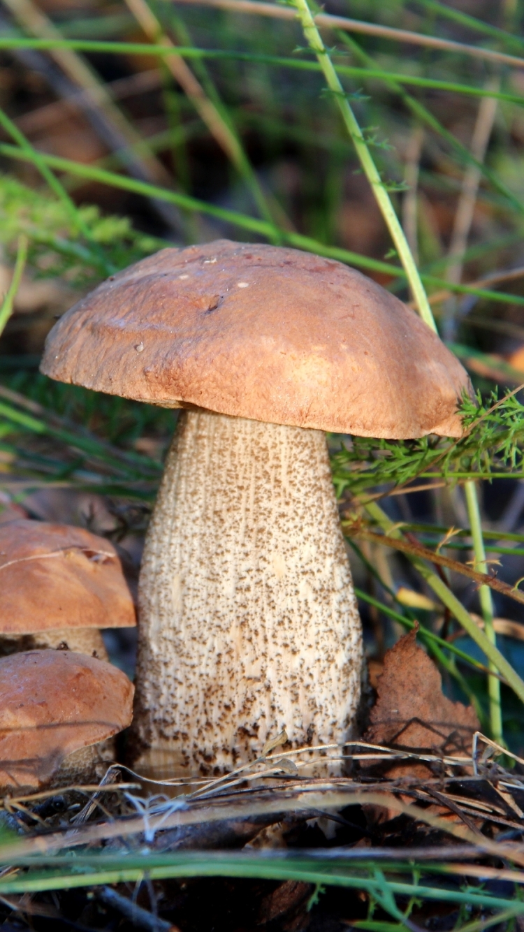 Téléchargez des papiers peints mobile Champignon, Terre/nature gratuitement.