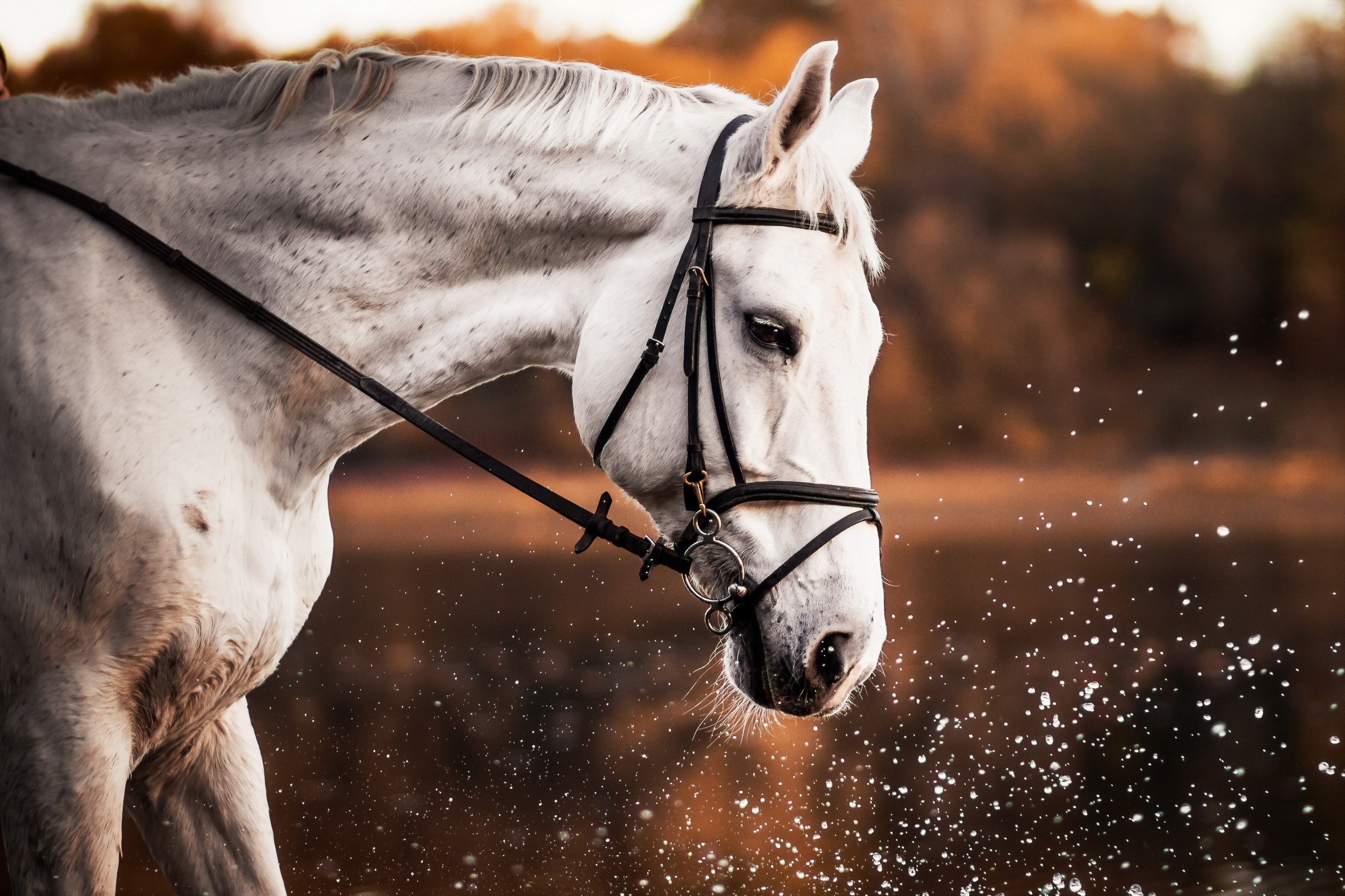 Download mobile wallpaper Splash, Animal, Horse, Depth Of Field for free.