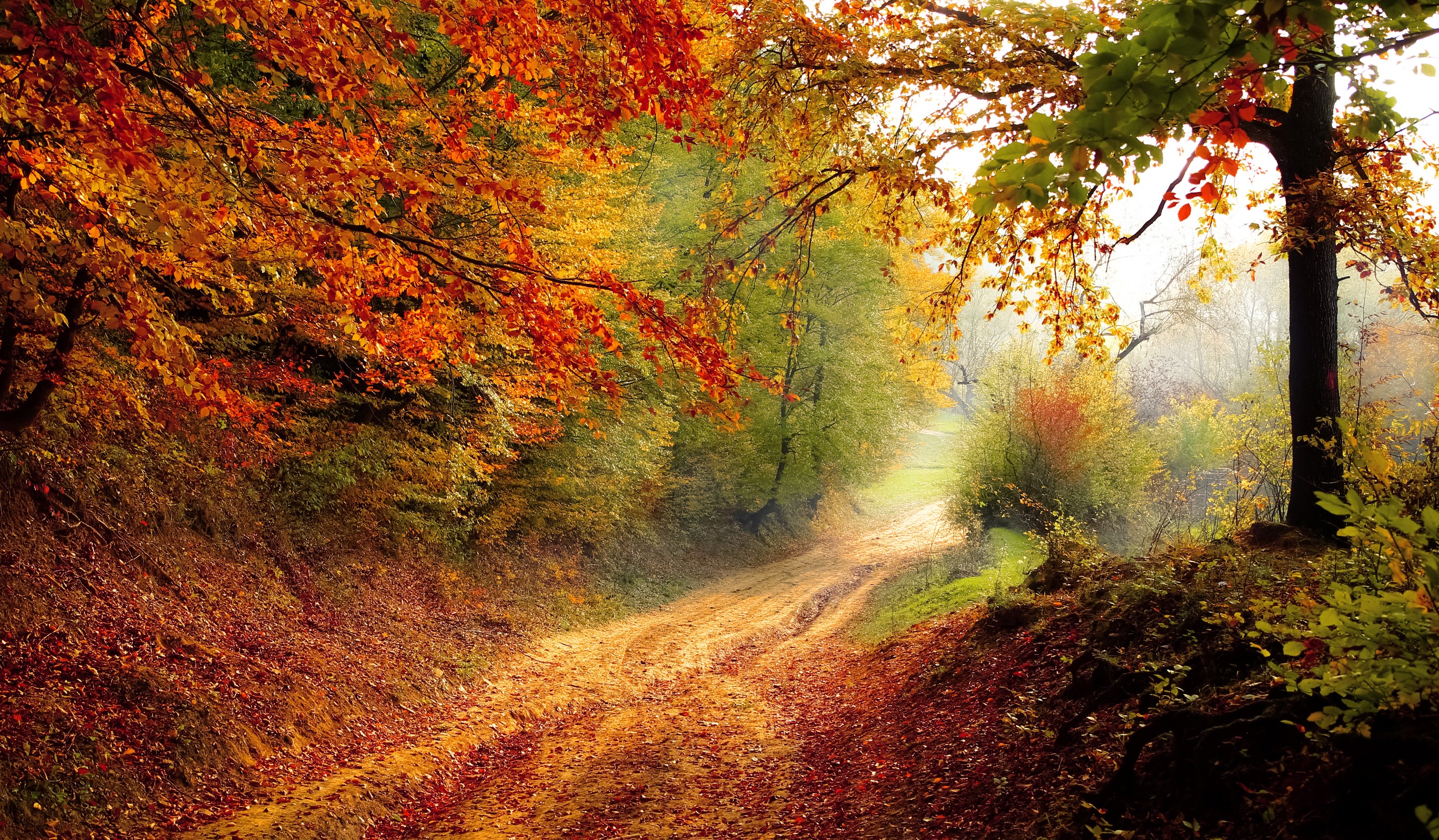 無料モバイル壁紙秋, 葉, 道, 地球, 色をダウンロードします。