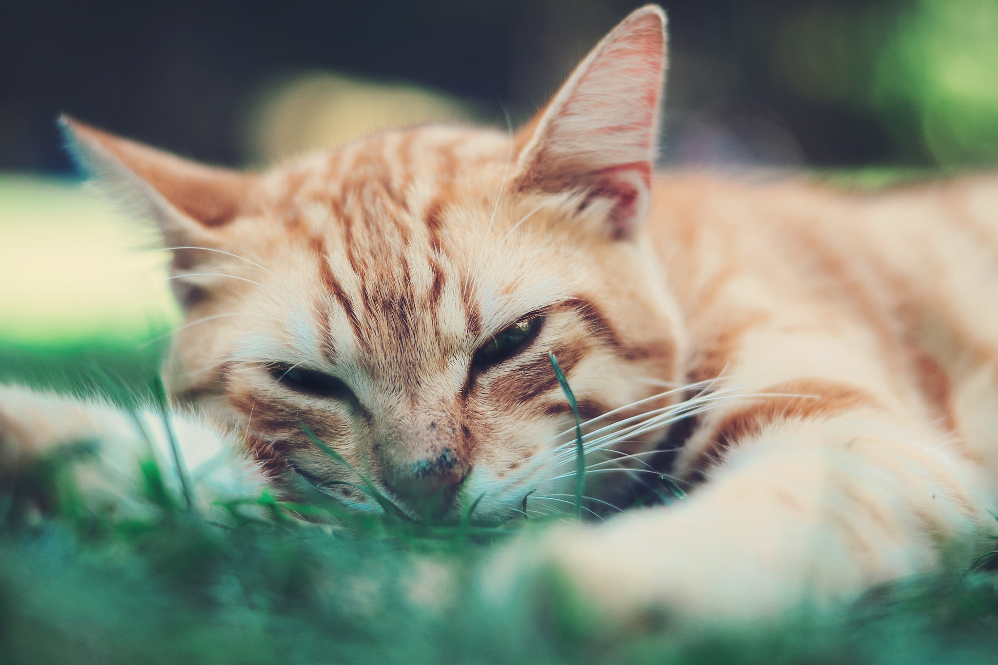 Download mobile wallpaper Cats, Cat, Close Up, Animal, Sleeping for free.