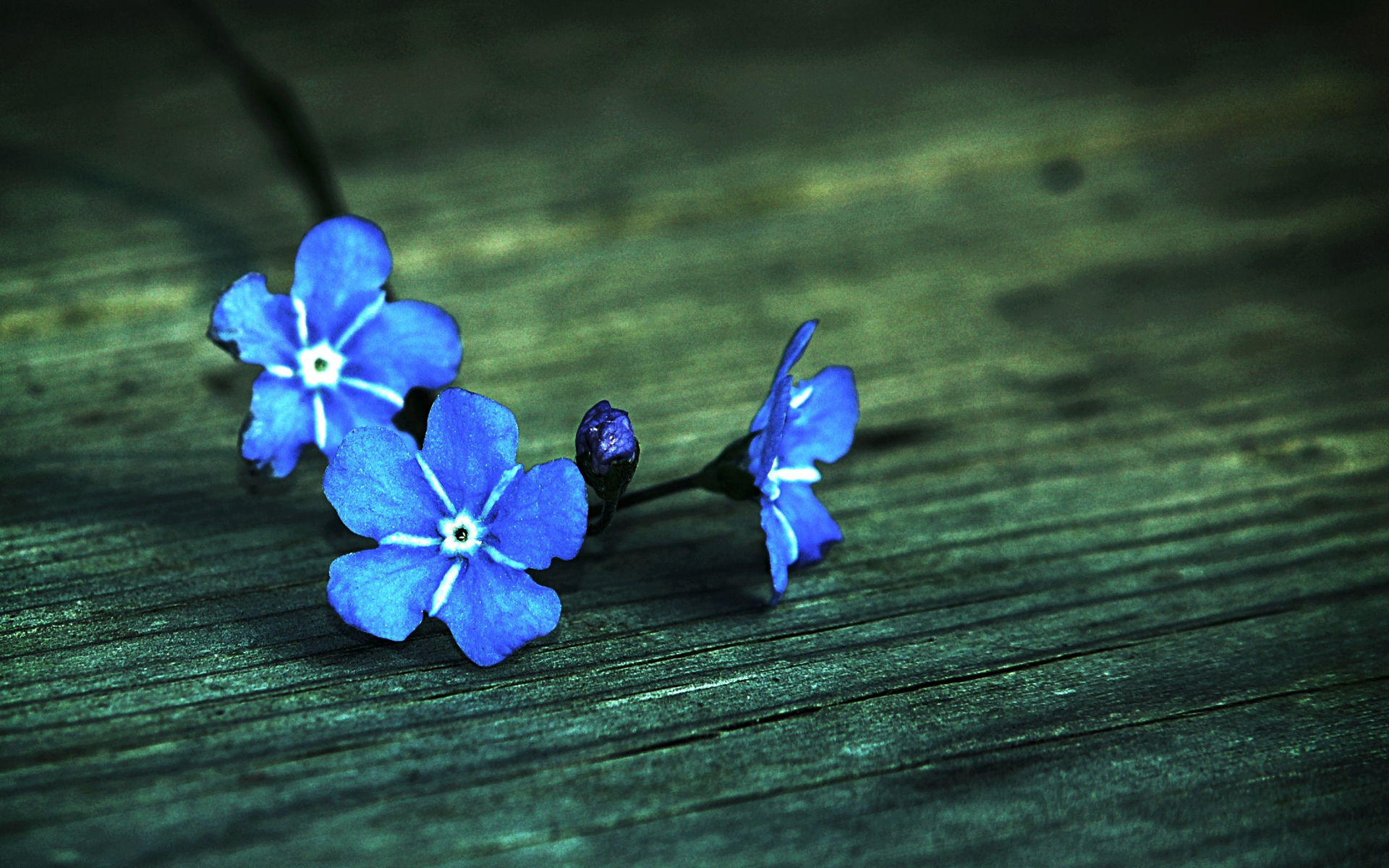 Descarga gratis la imagen Flores, Flor, Tierra/naturaleza en el escritorio de tu PC