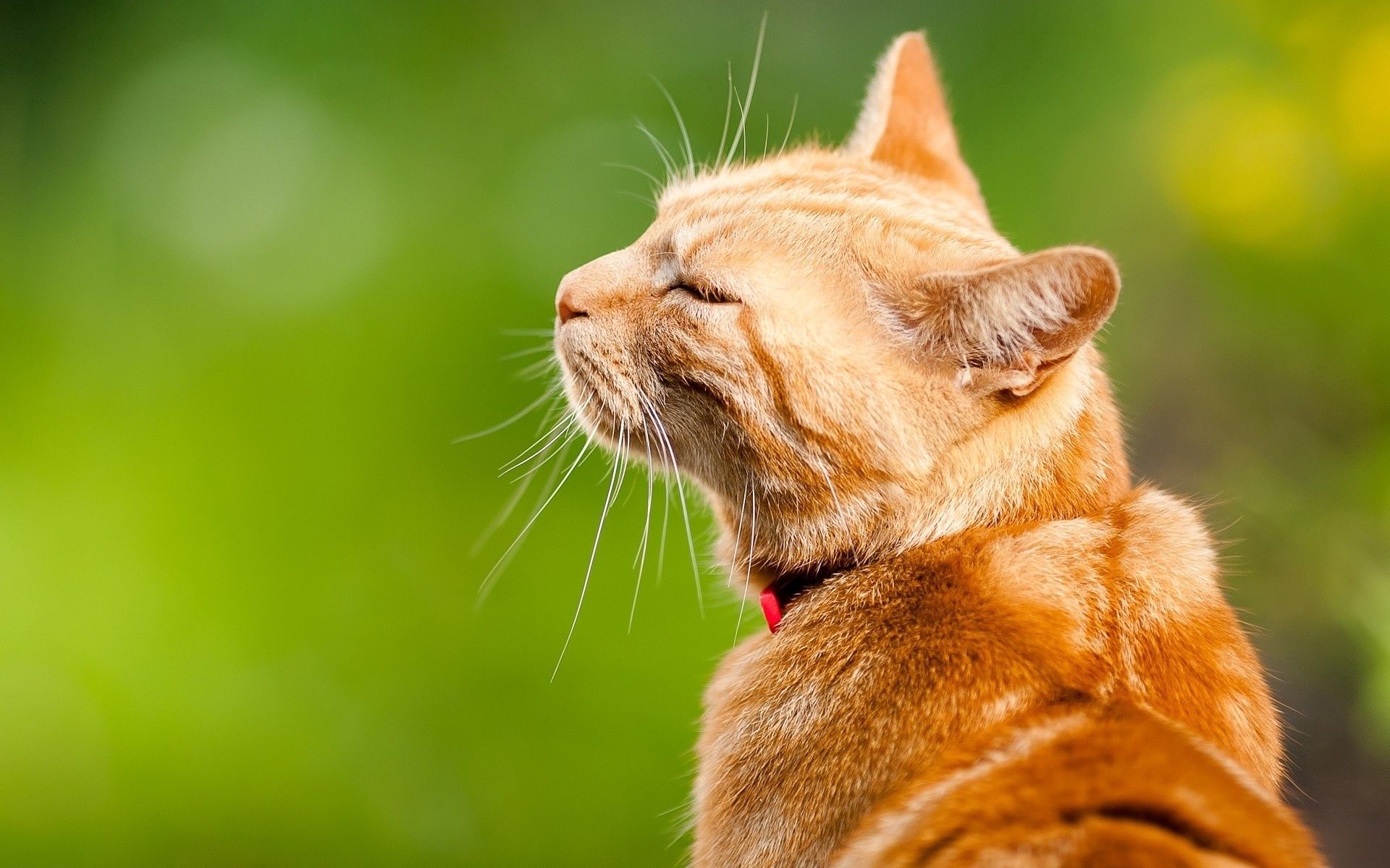 Download mobile wallpaper Muzzle, Striped, Rest, Animals, Relaxation, Cat for free.