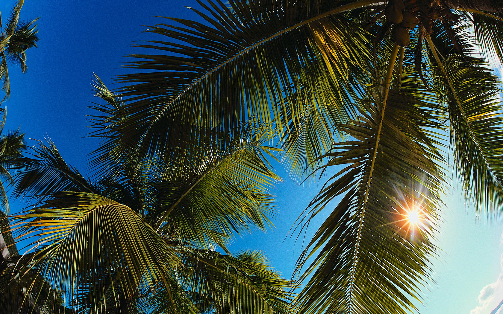 Download mobile wallpaper Earth, Palm Tree for free.