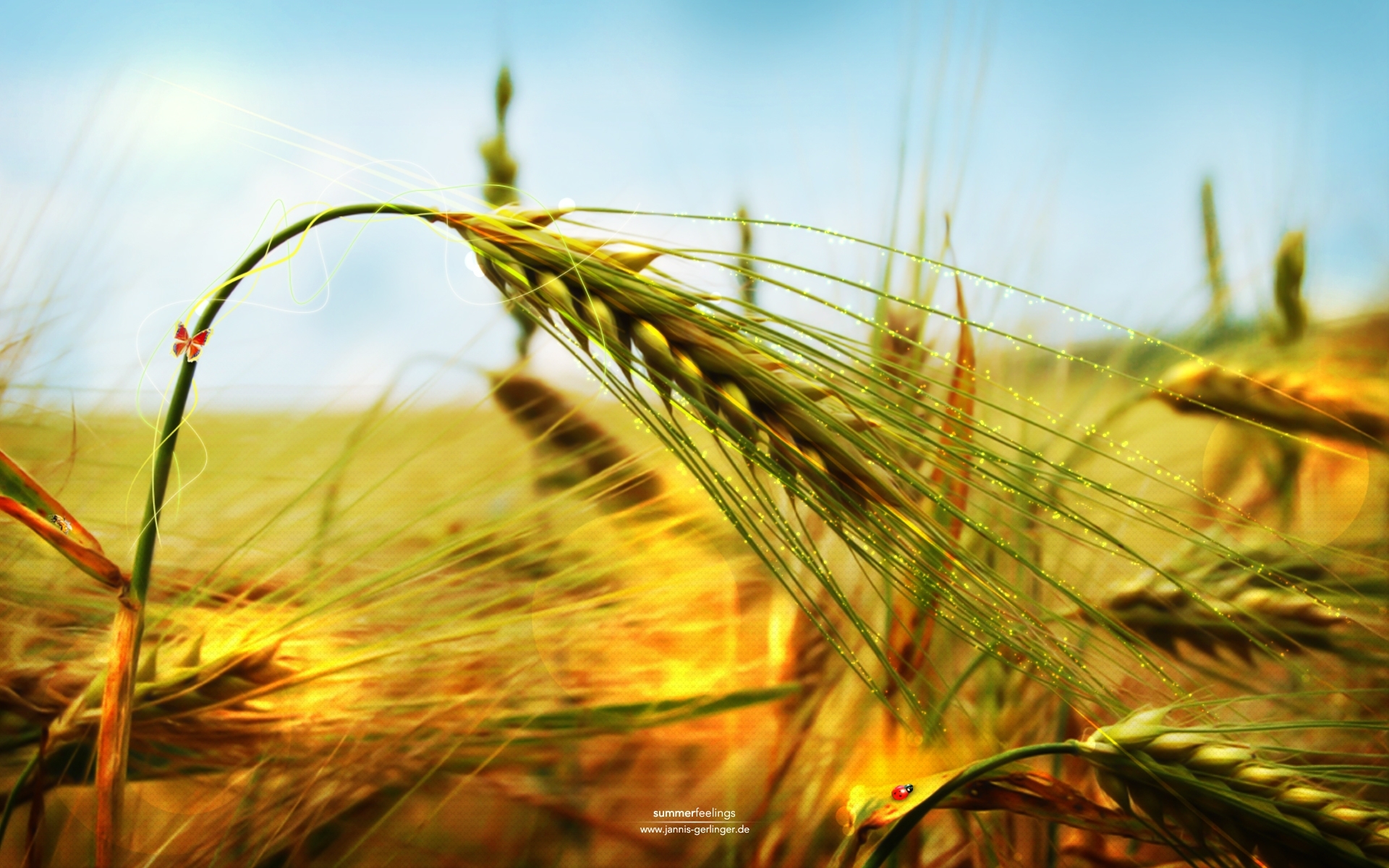 2198 скачать картинку пшеница, растения, арт, трава, желтые - обои и заставки бесплатно