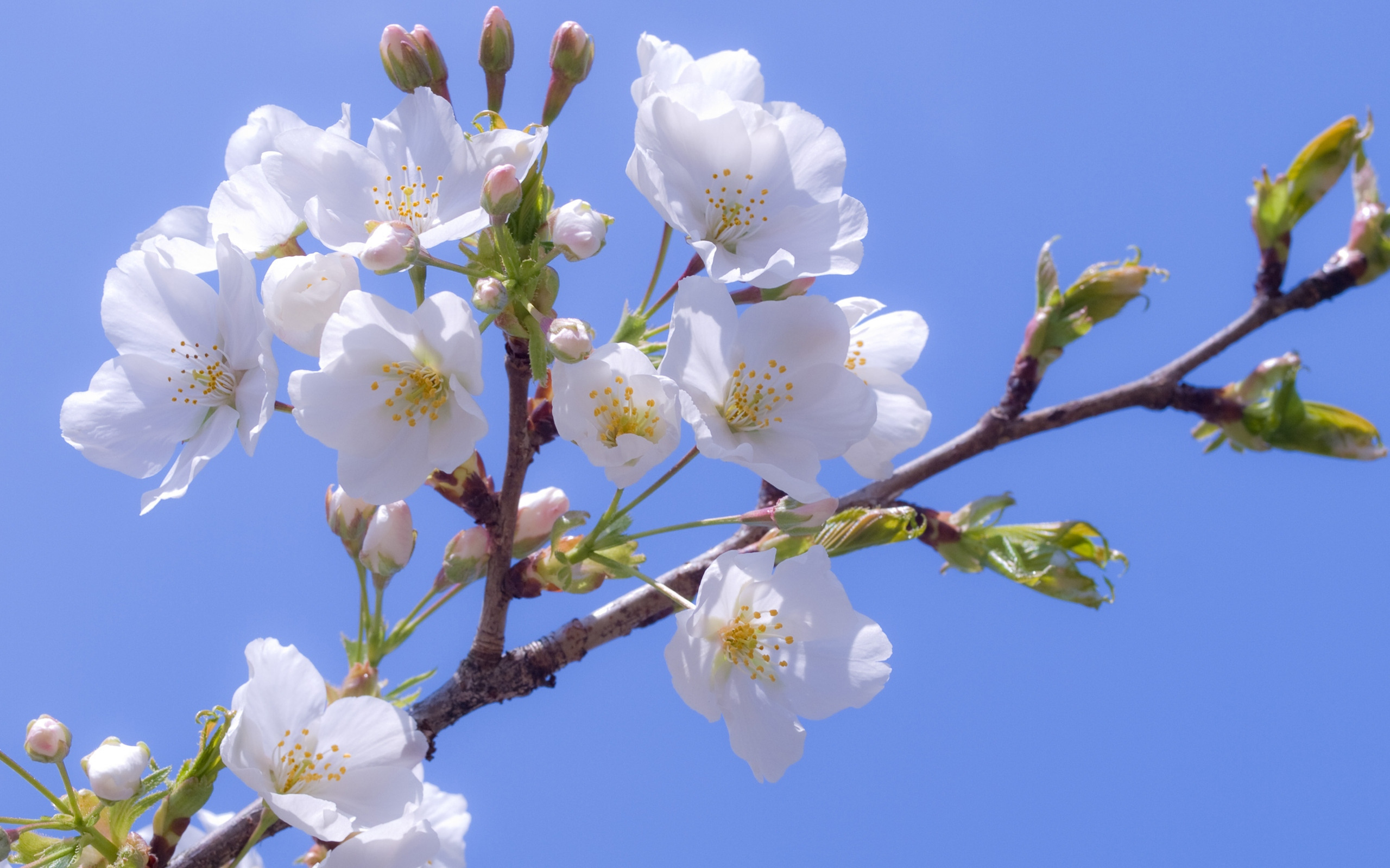 14950 скачать картинку вишня, растения, цветы, синие - обои и заставки бесплатно
