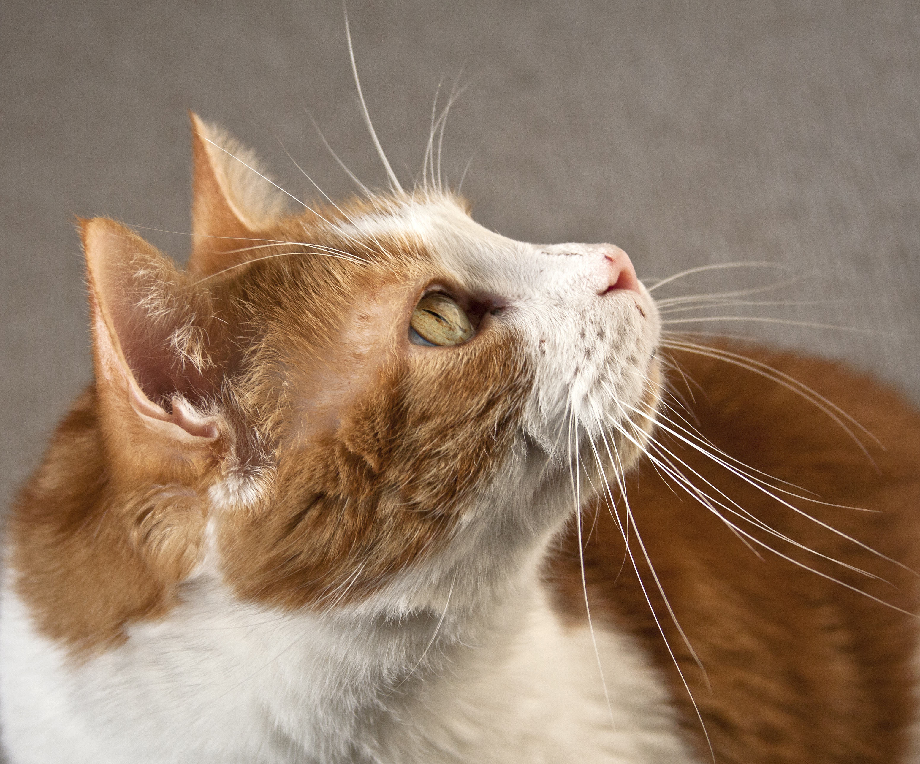 Baixe gratuitamente a imagem Animais, Gatos, Gato na área de trabalho do seu PC