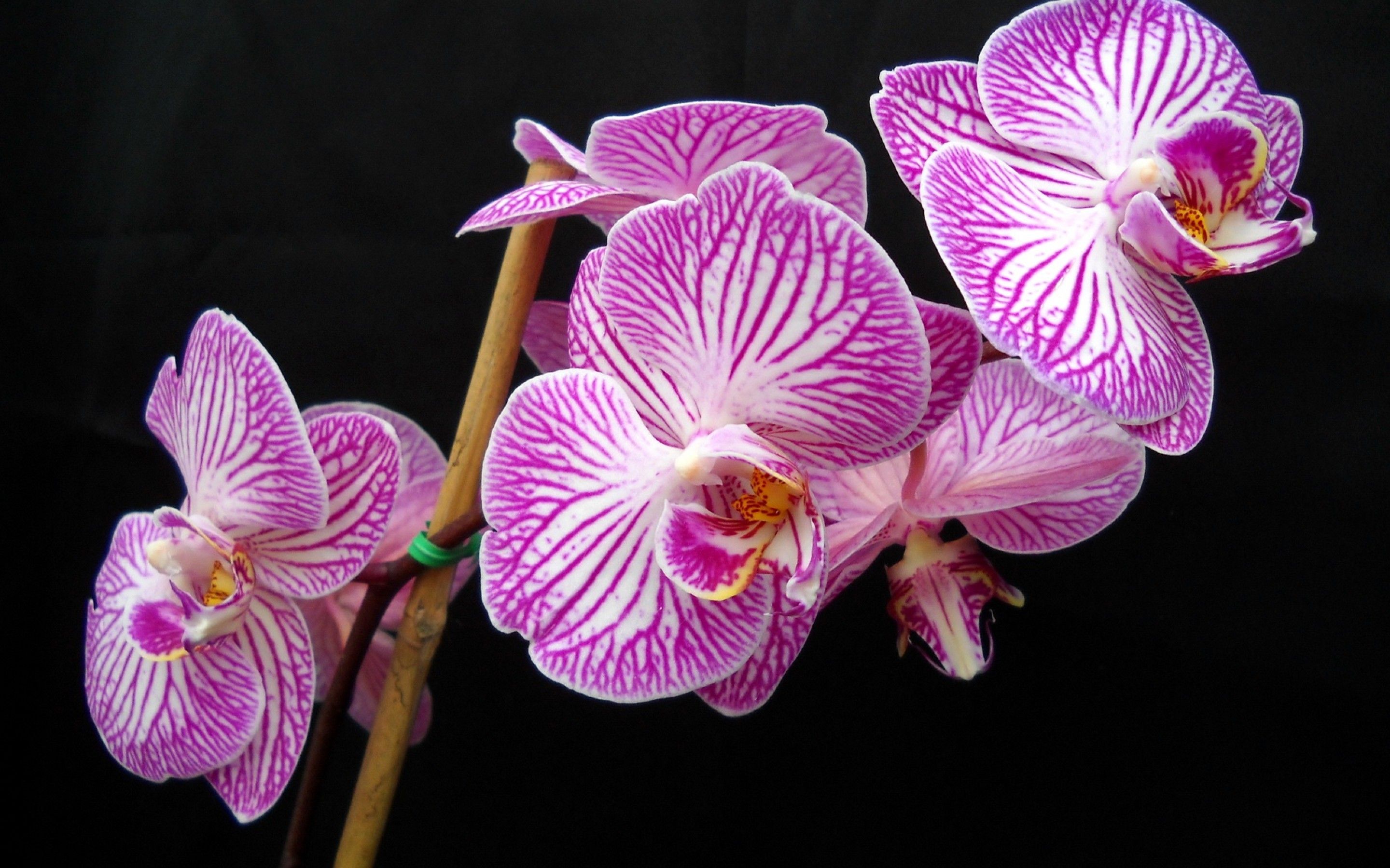 Download mobile wallpaper Orchid, Flowers, Earth for free.