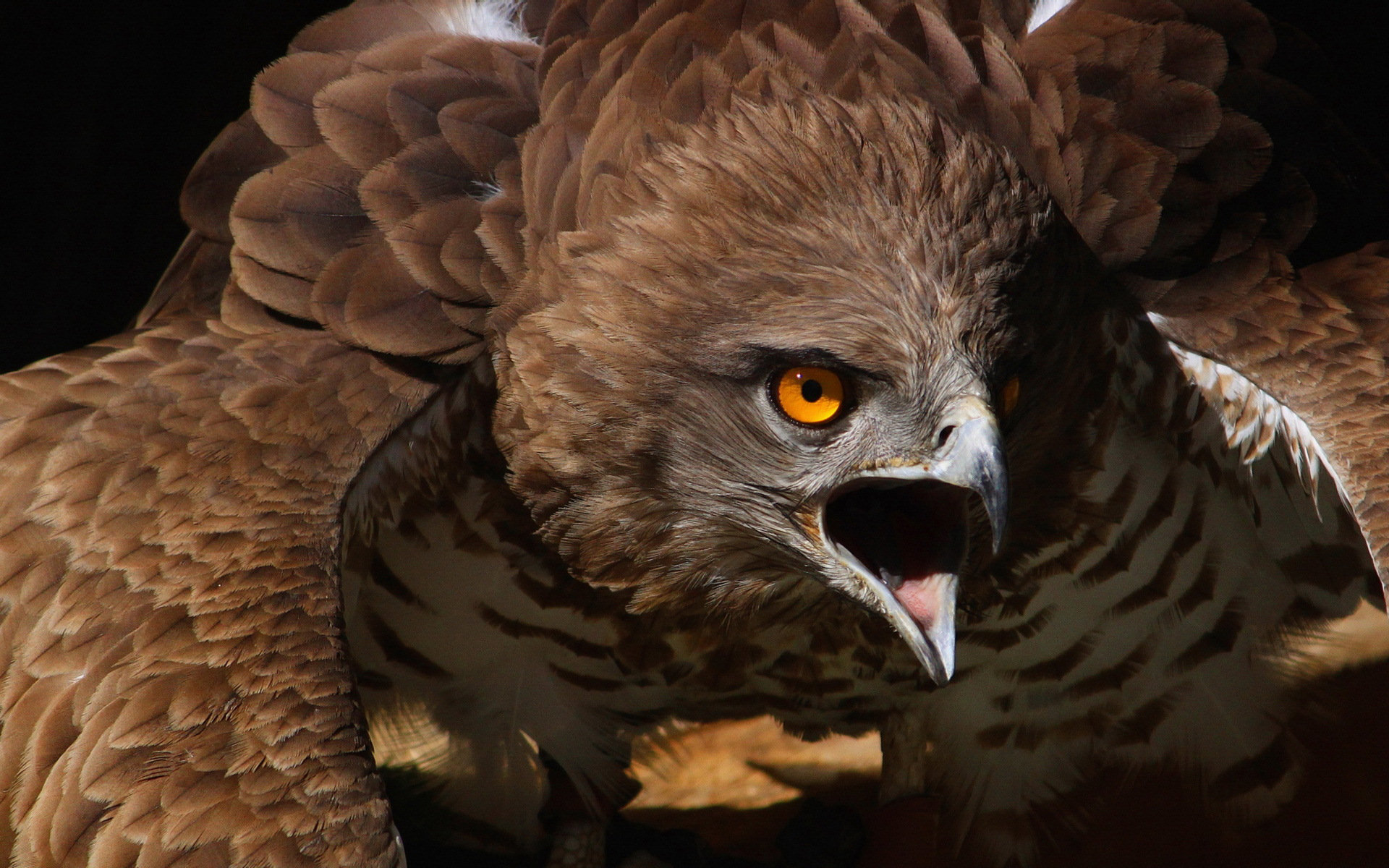 Free download wallpaper Birds, Animal, Hawk on your PC desktop