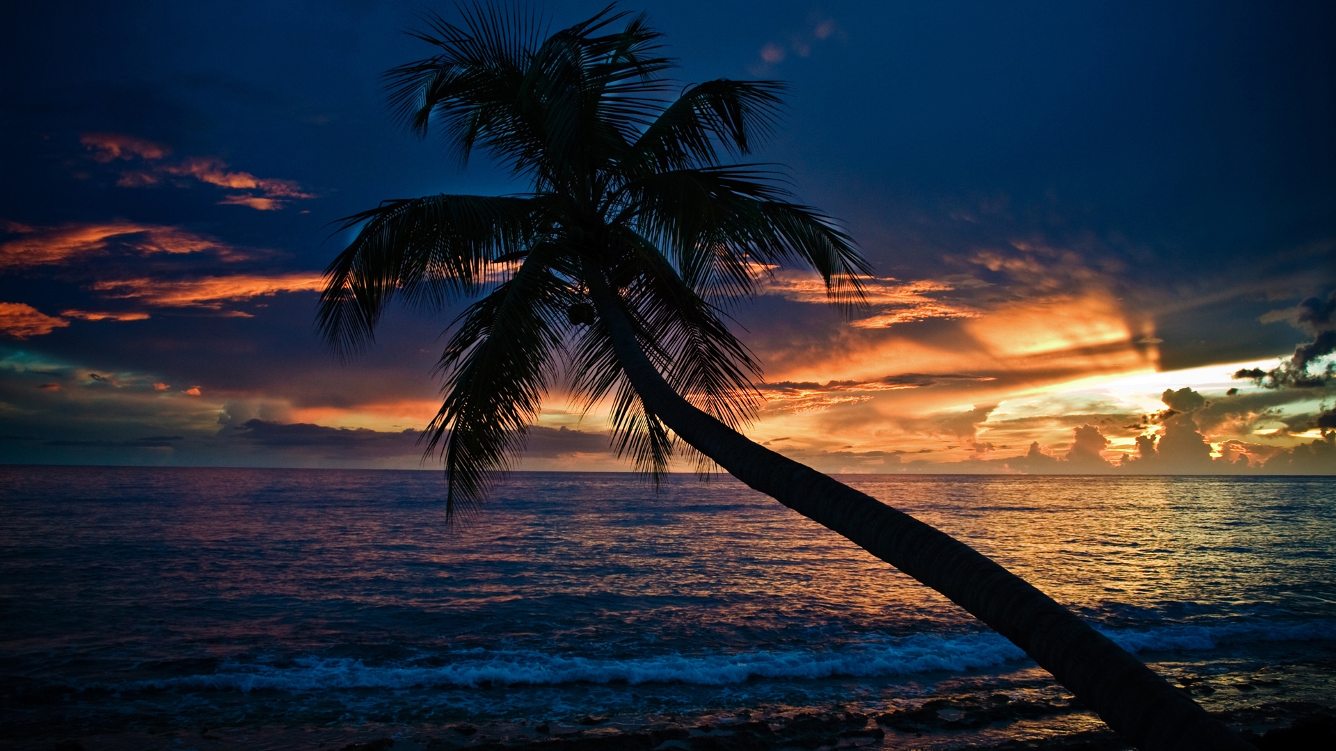 Download mobile wallpaper Ocean, Earth, Palm Tree for free.