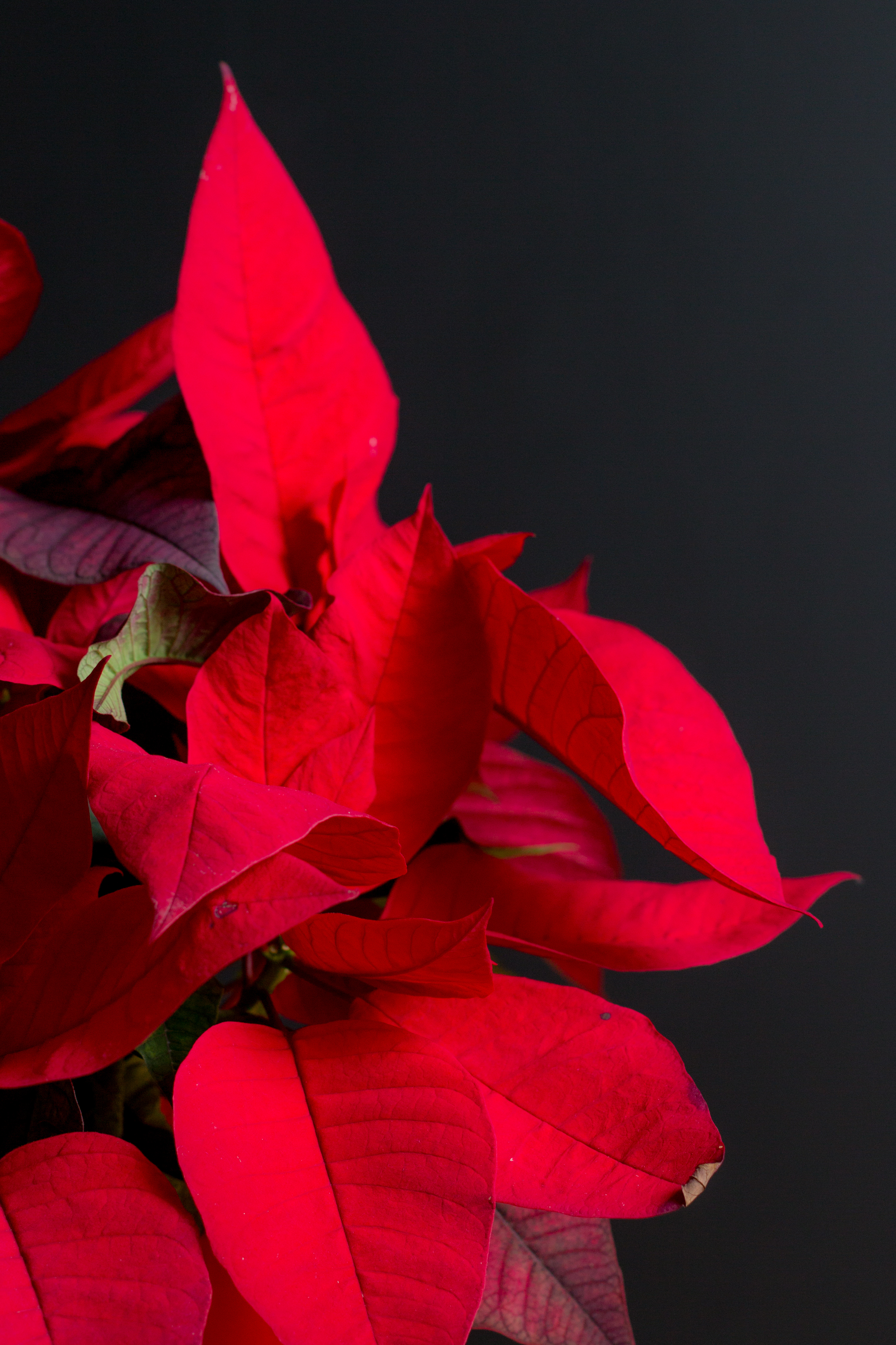 leaves, red, plant, macro, bright, poinsettia, exotic