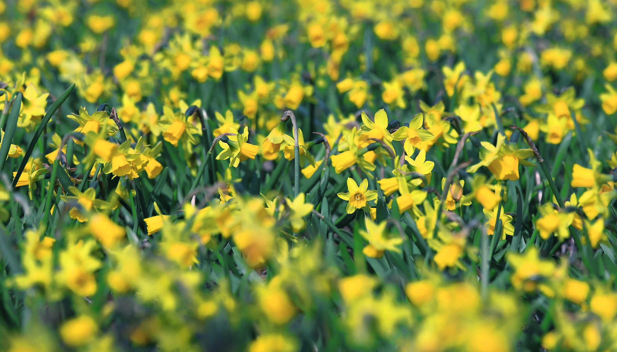Free download wallpaper Flowers, Flower, Close Up, Earth, Yellow Flower, Daffodil on your PC desktop