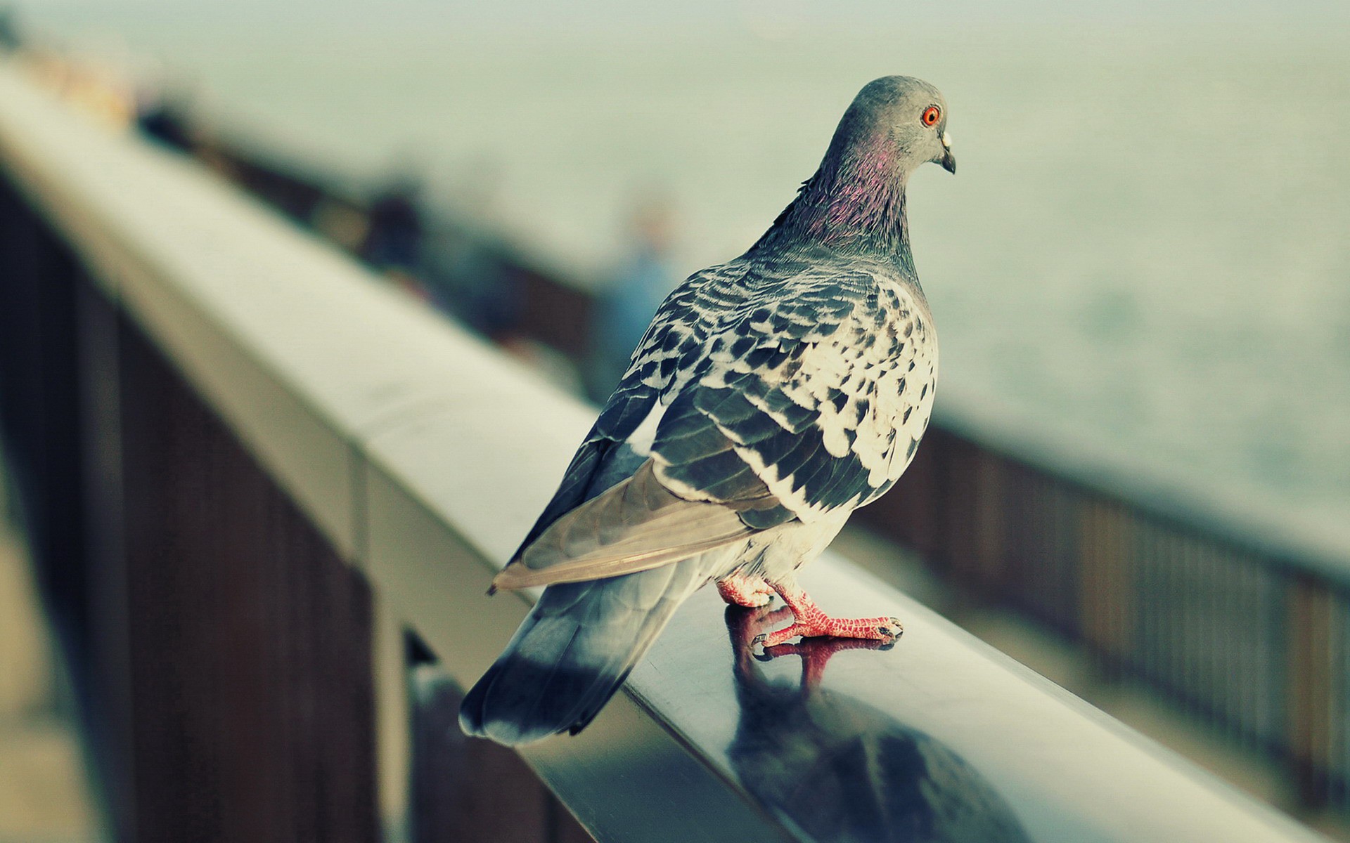 Download mobile wallpaper Pigeon, Birds, Animal for free.