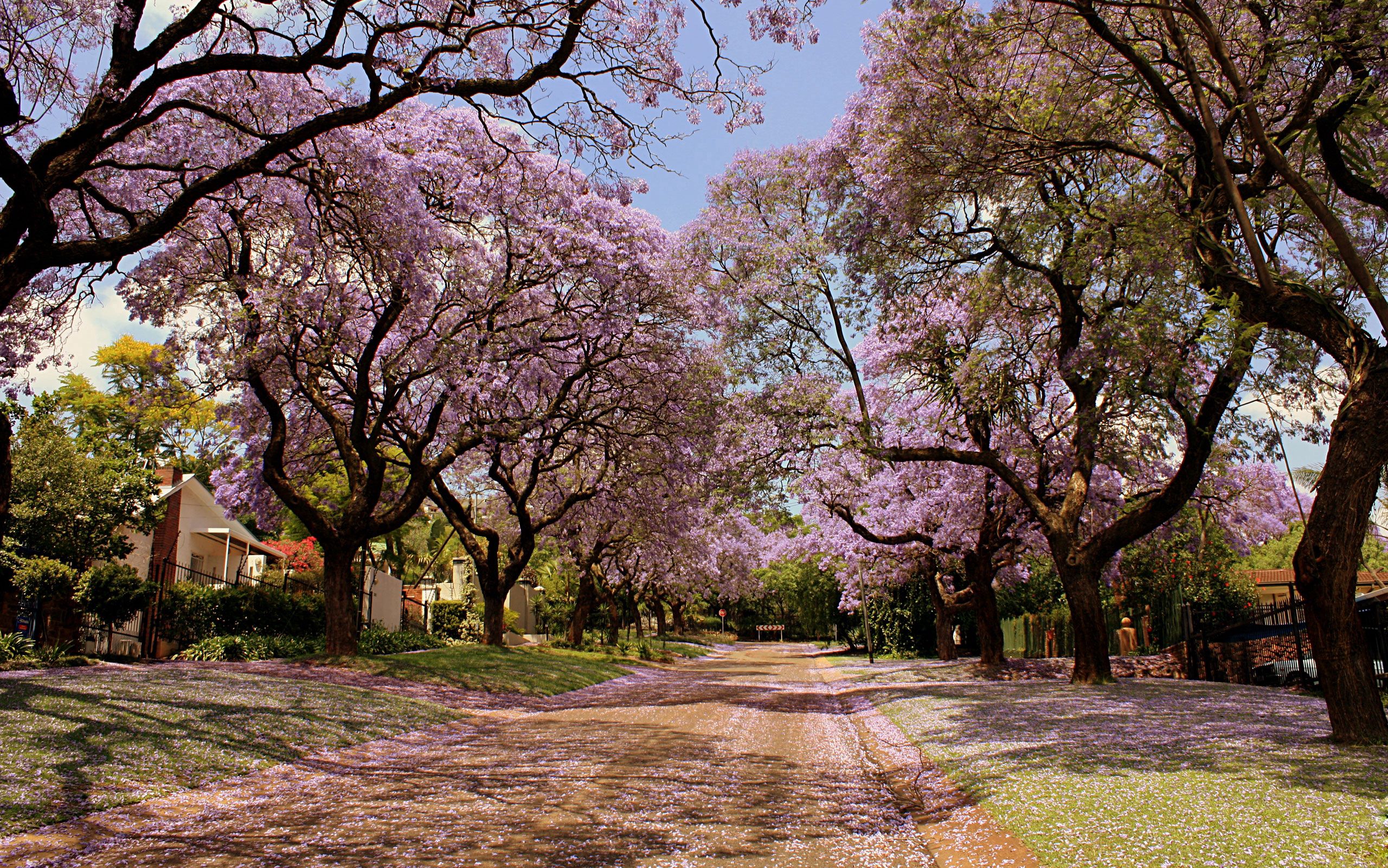 park, it's beautiful, nature, flowers, trees, spring, handsomely