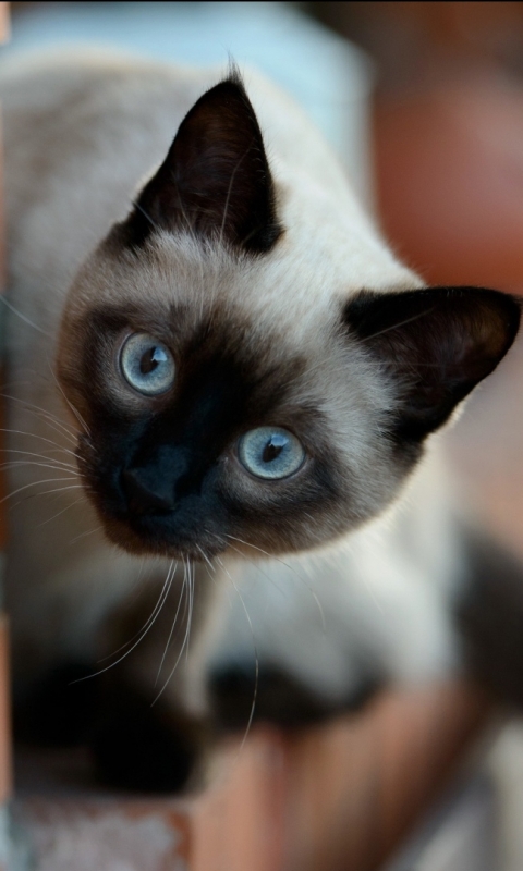 Descarga gratuita de fondo de pantalla para móvil de Animales, Gatos, Gato Siames.