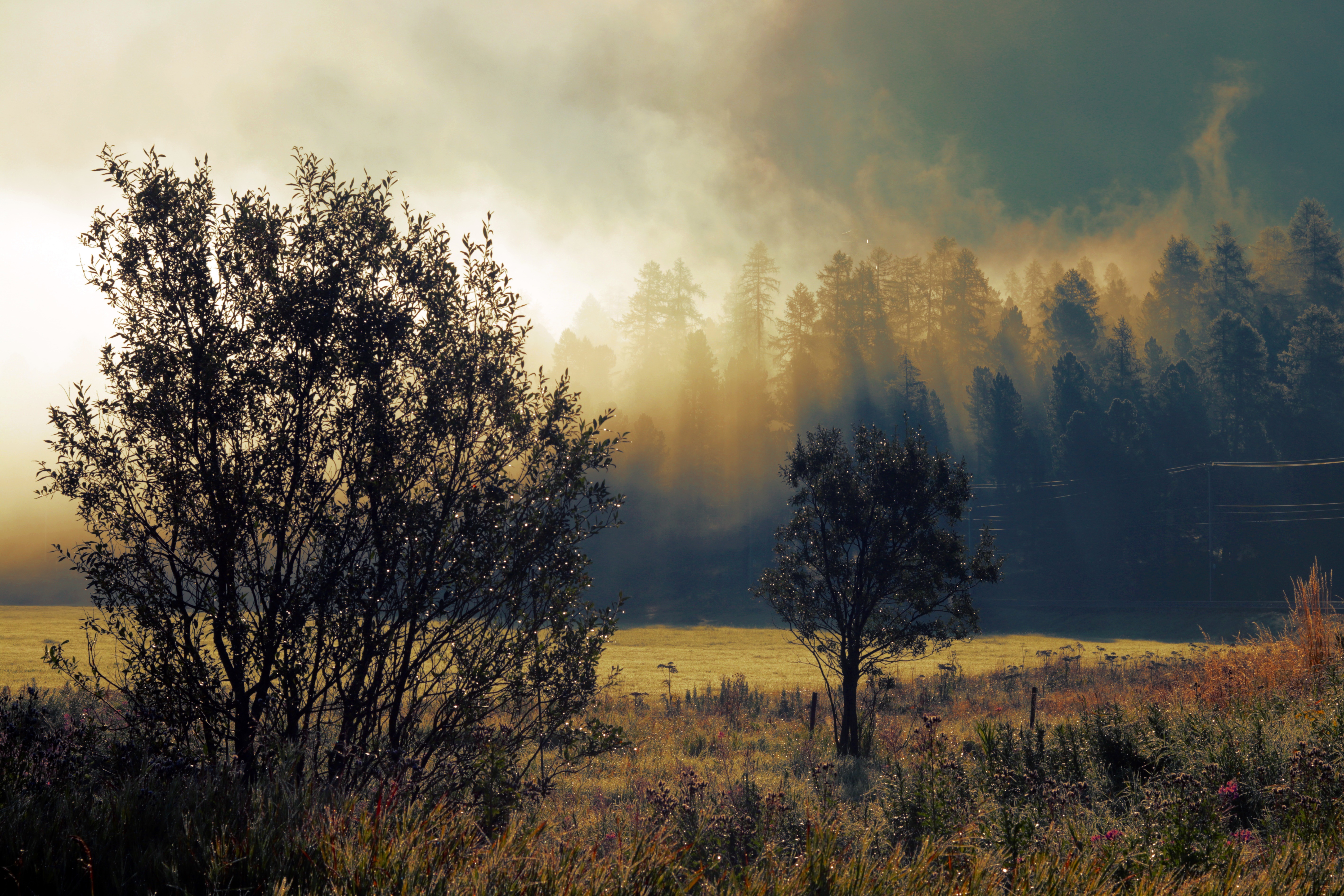 無料モバイル壁紙自然, 木, 霧, 夜明け, 秋をダウンロードします。