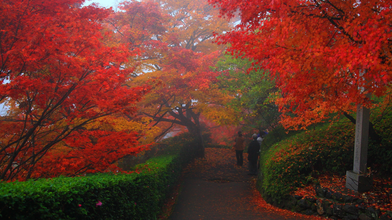 Скачать картинку Осень, Парк, Дерево, Туман, Куст, Фотографии в телефон бесплатно.
