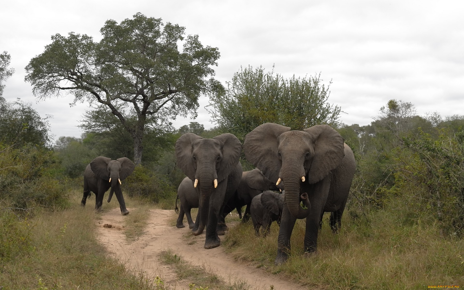 303427 завантажити шпалери слони, тварина, африканський чагарниковий слон - заставки і картинки безкоштовно