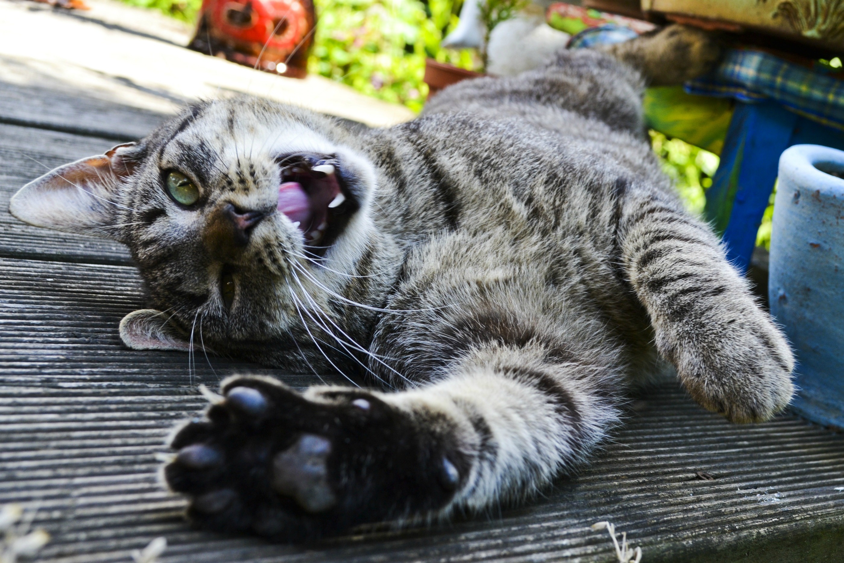 無料モバイル壁紙ネコ, 猫, 動物をダウンロードします。