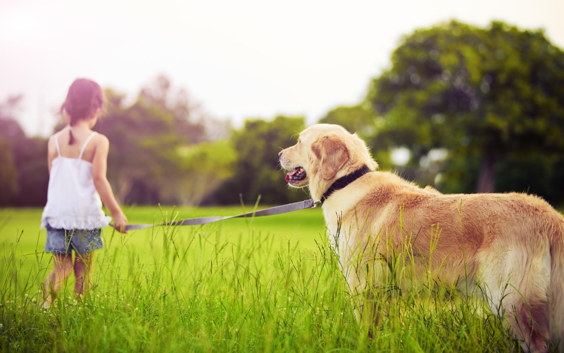 Baixar papel de parede para celular de Animais, Cão gratuito.