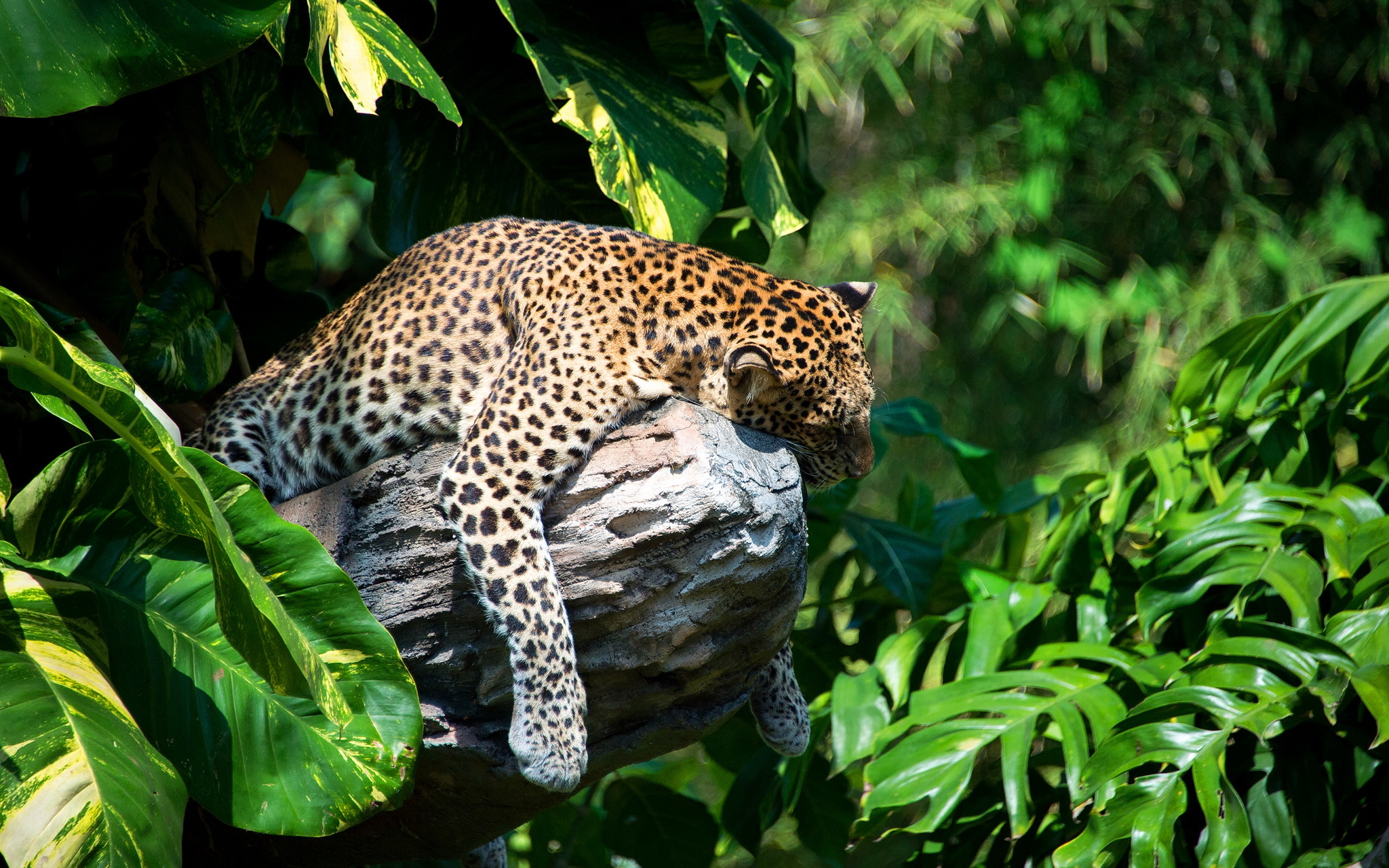 Handy-Wallpaper Tiere, Katzen, Jaguar kostenlos herunterladen.