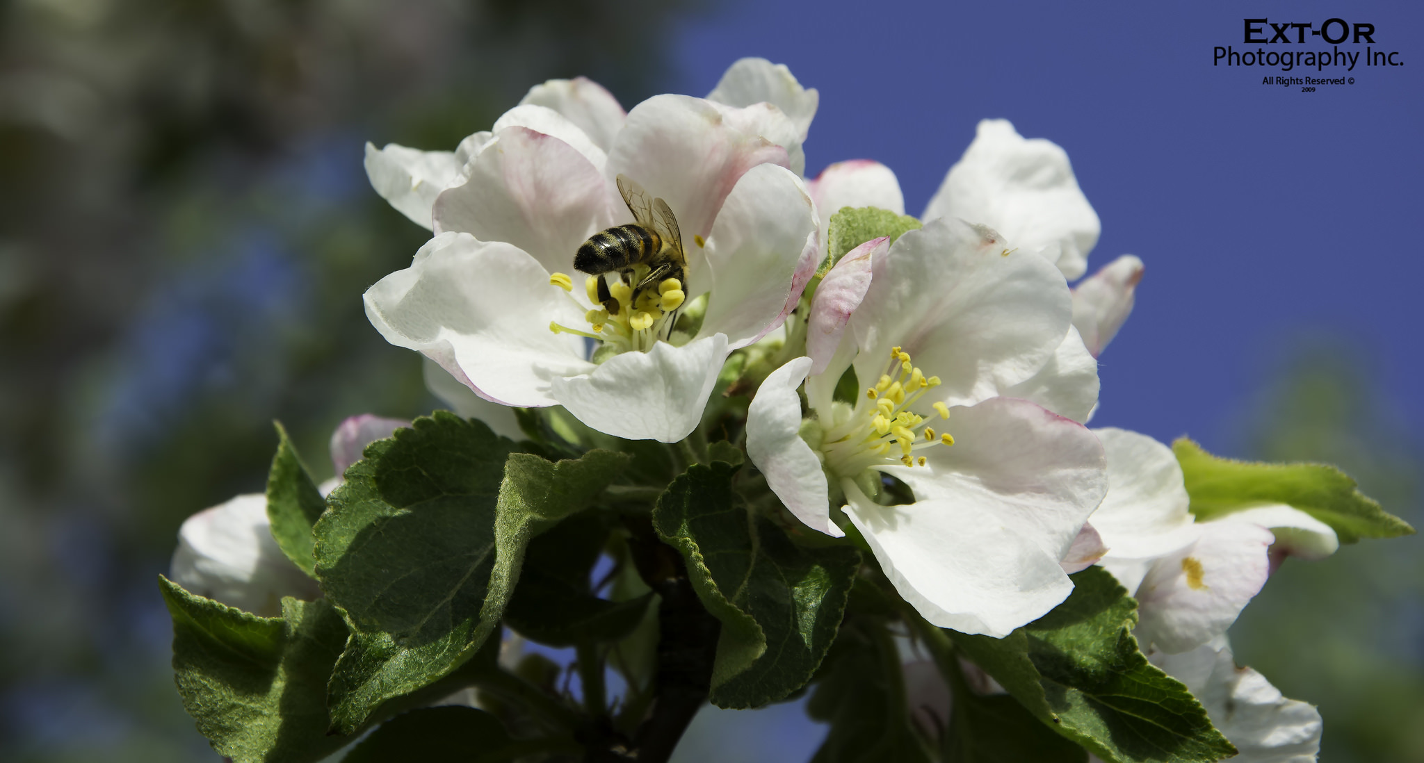 Handy-Wallpaper Tiere, Blume, Biene kostenlos herunterladen.