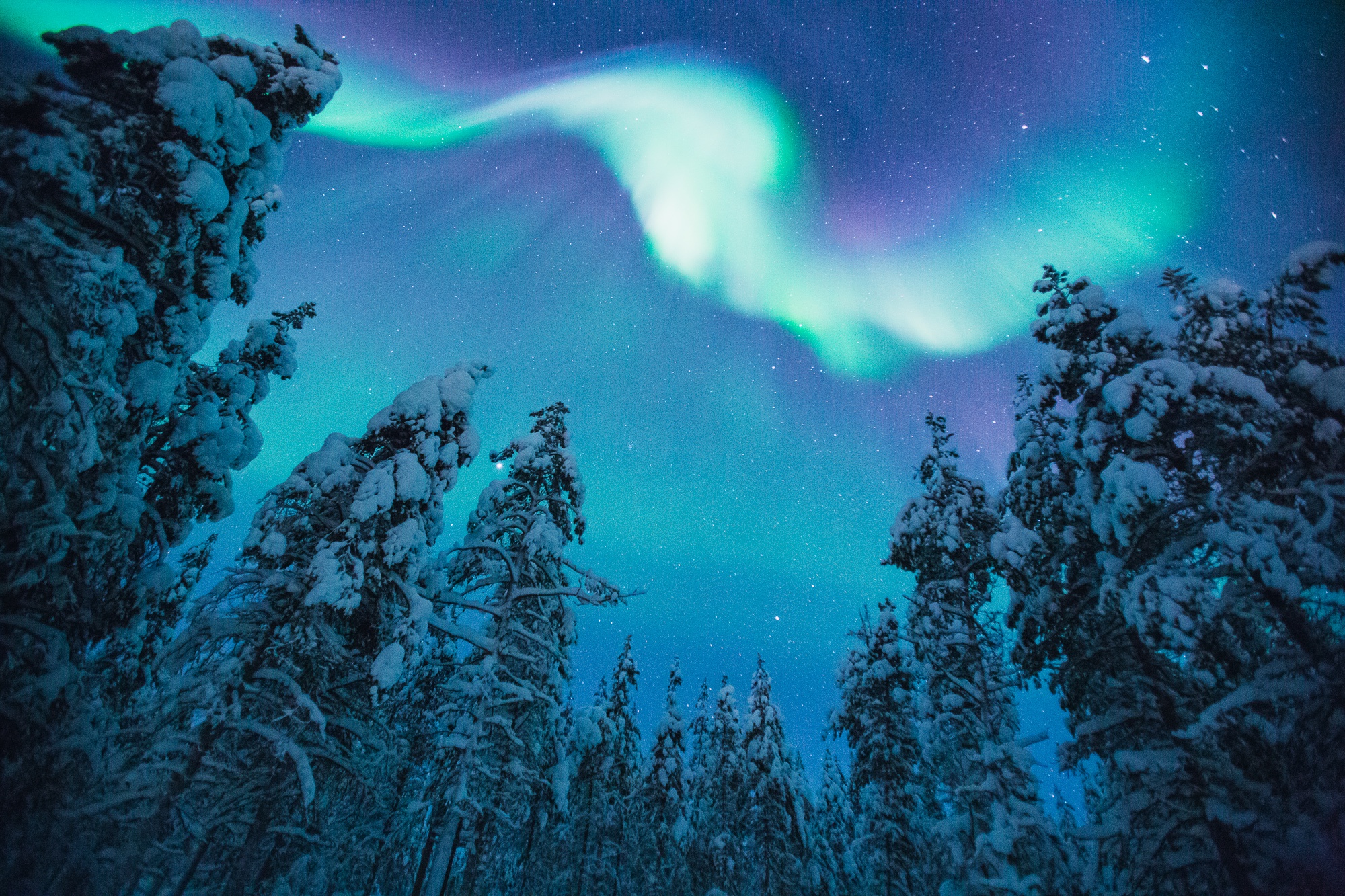 Download mobile wallpaper Winter, Nature, Sky, Stars, Night, Snow, Forest, Earth, Aurora Borealis for free.