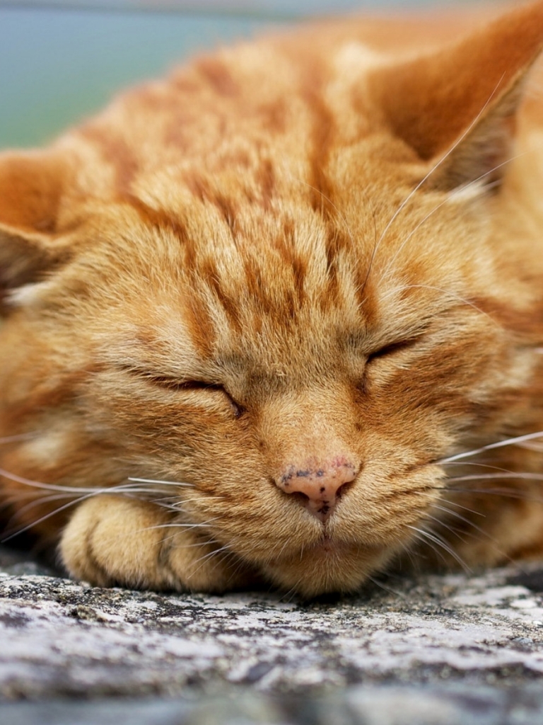 1095316 Protetores de tela e papéis de parede Gatos em seu telefone. Baixe  fotos gratuitamente